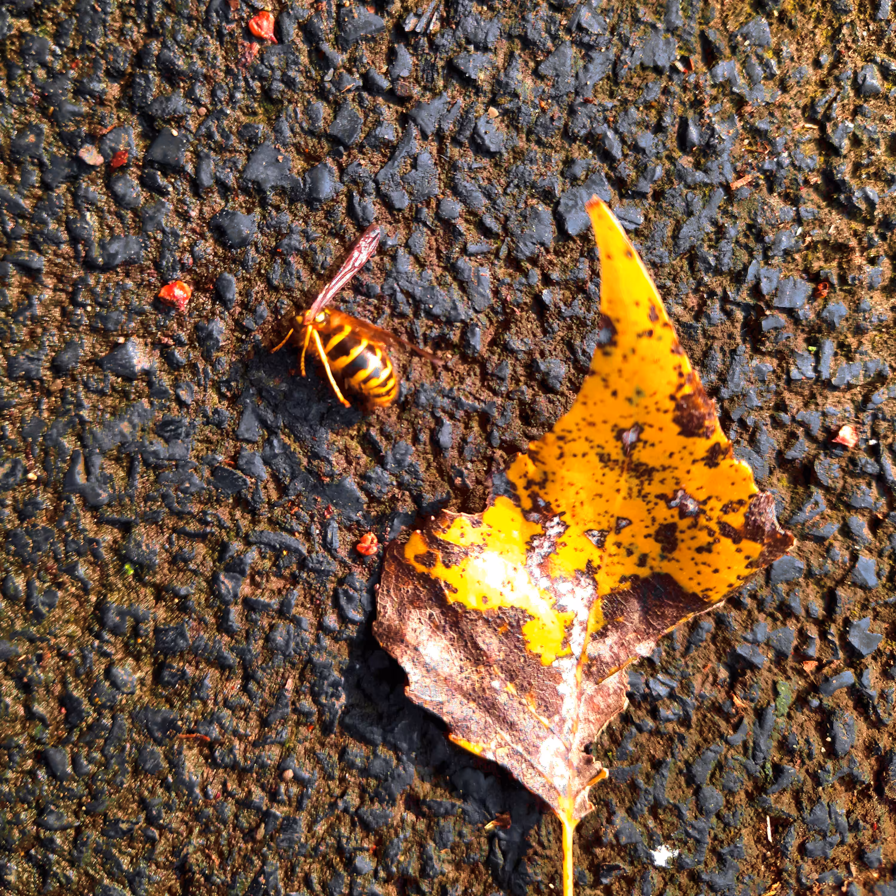 Autumn dye