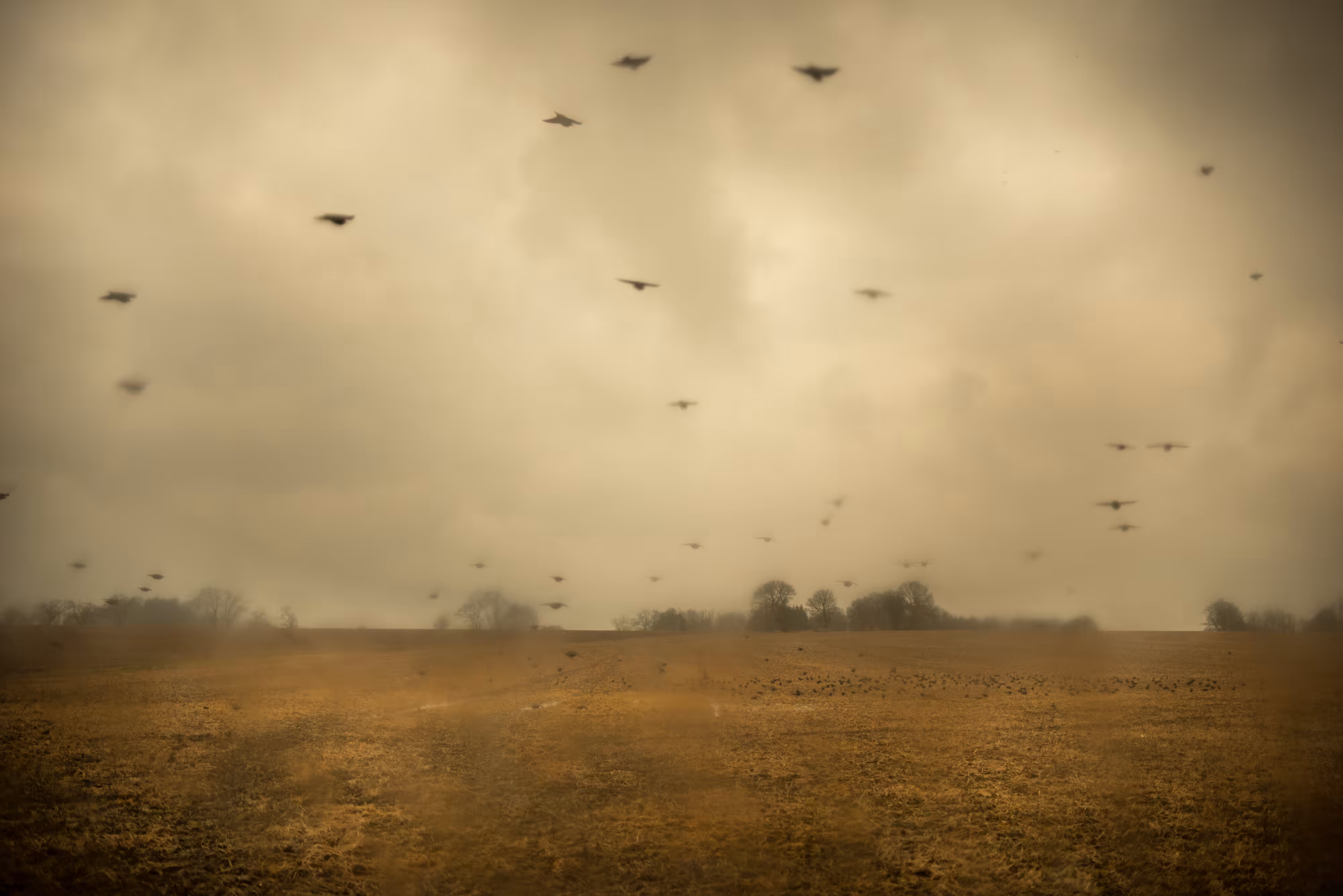 The Black Mechanism #11 (Untitled 11788-6176) by Todd Hido