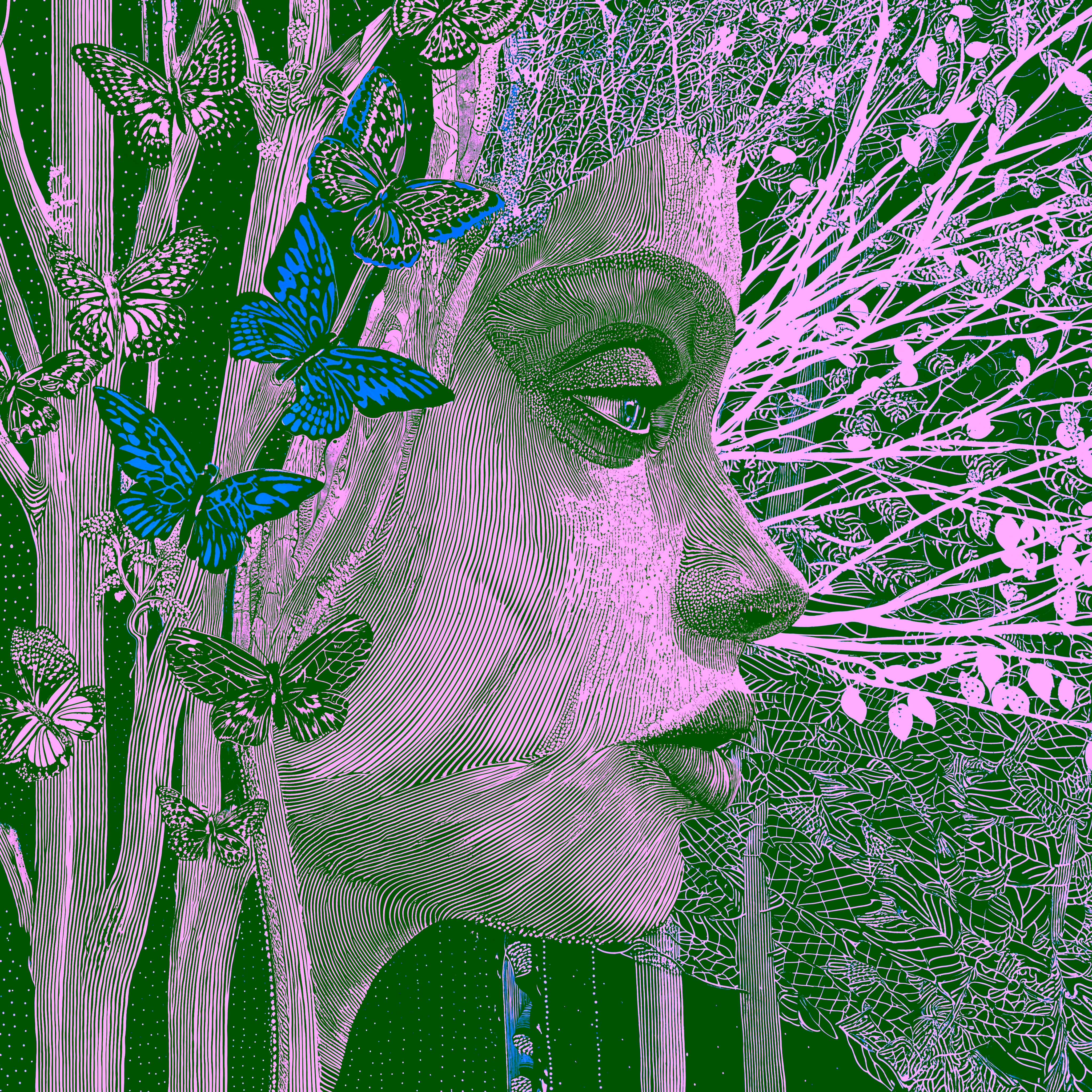 Midnight Butterfly Awakening