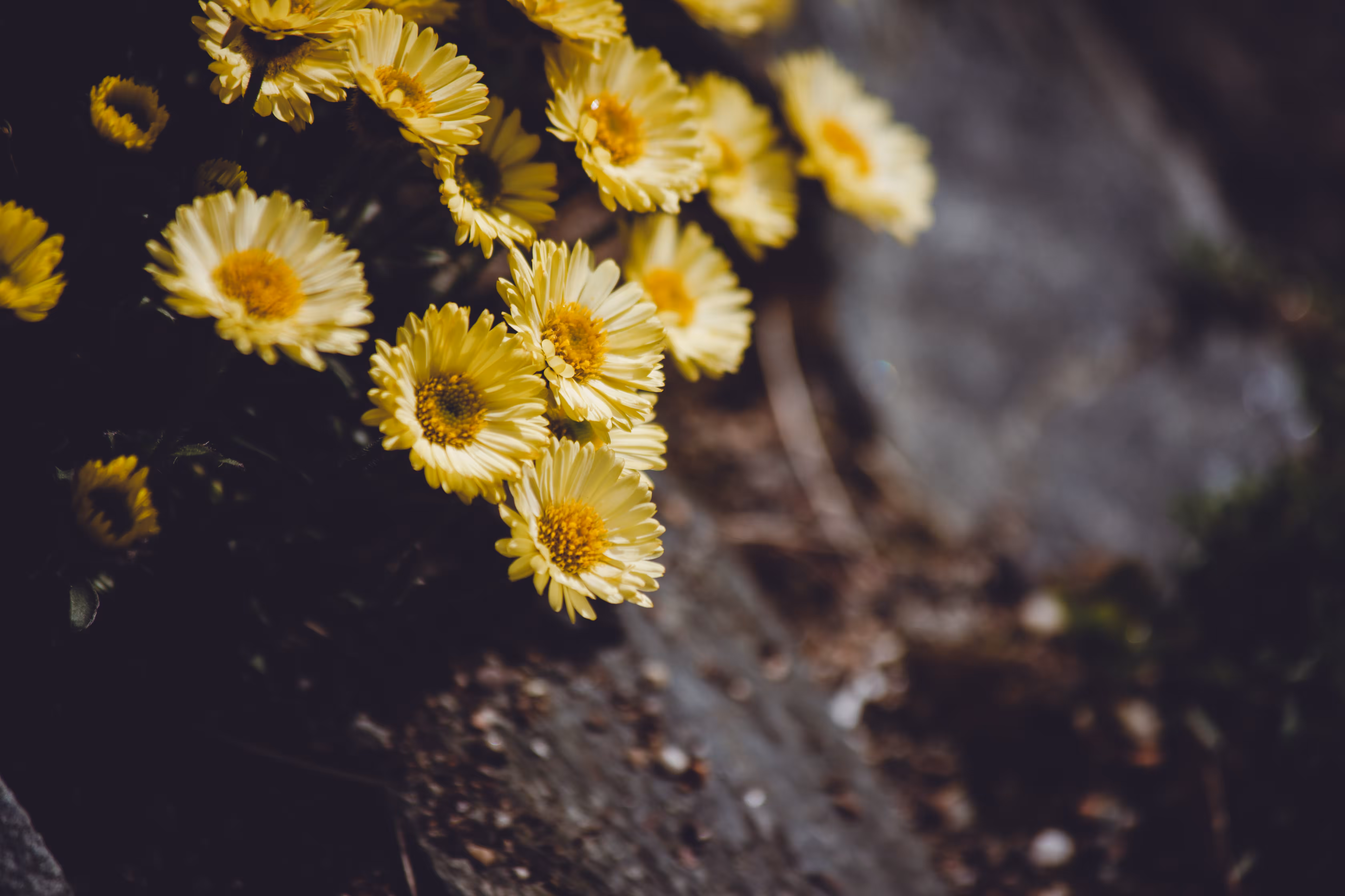 Natural Focus: Meeting of Chance