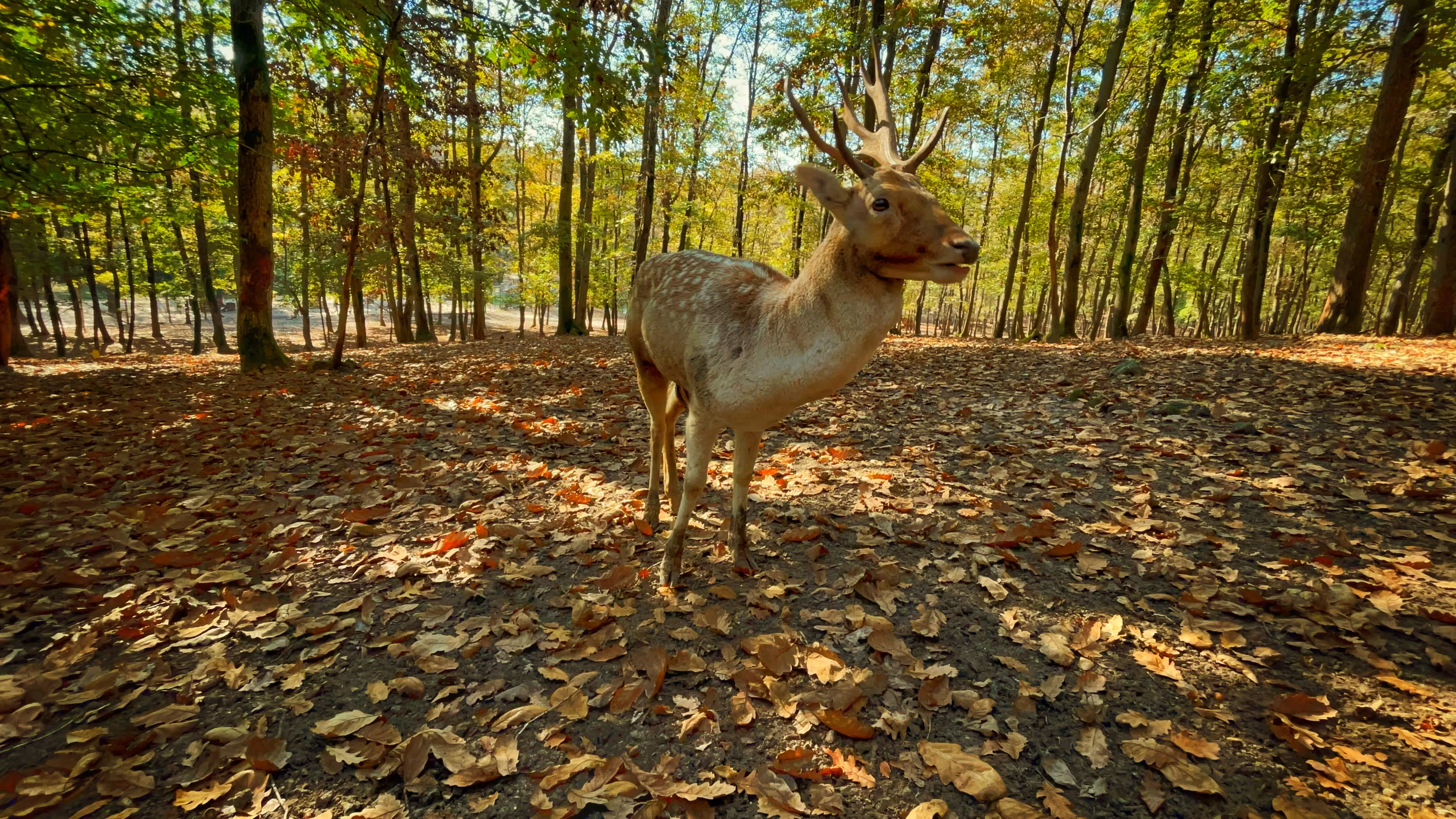 Whispers of Autumn: The Deer’s Sanctuary