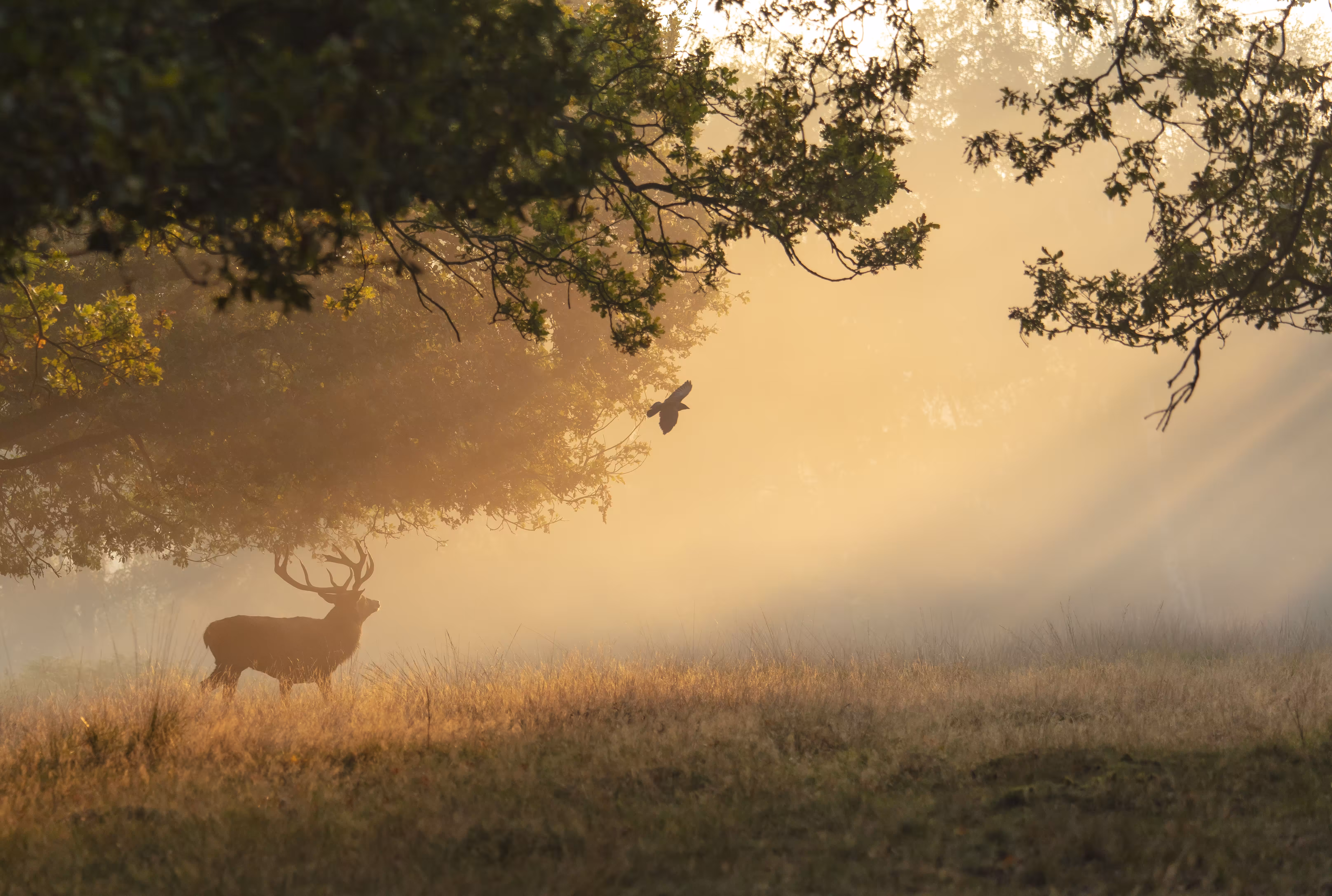 WildLight #5 - Freedom
