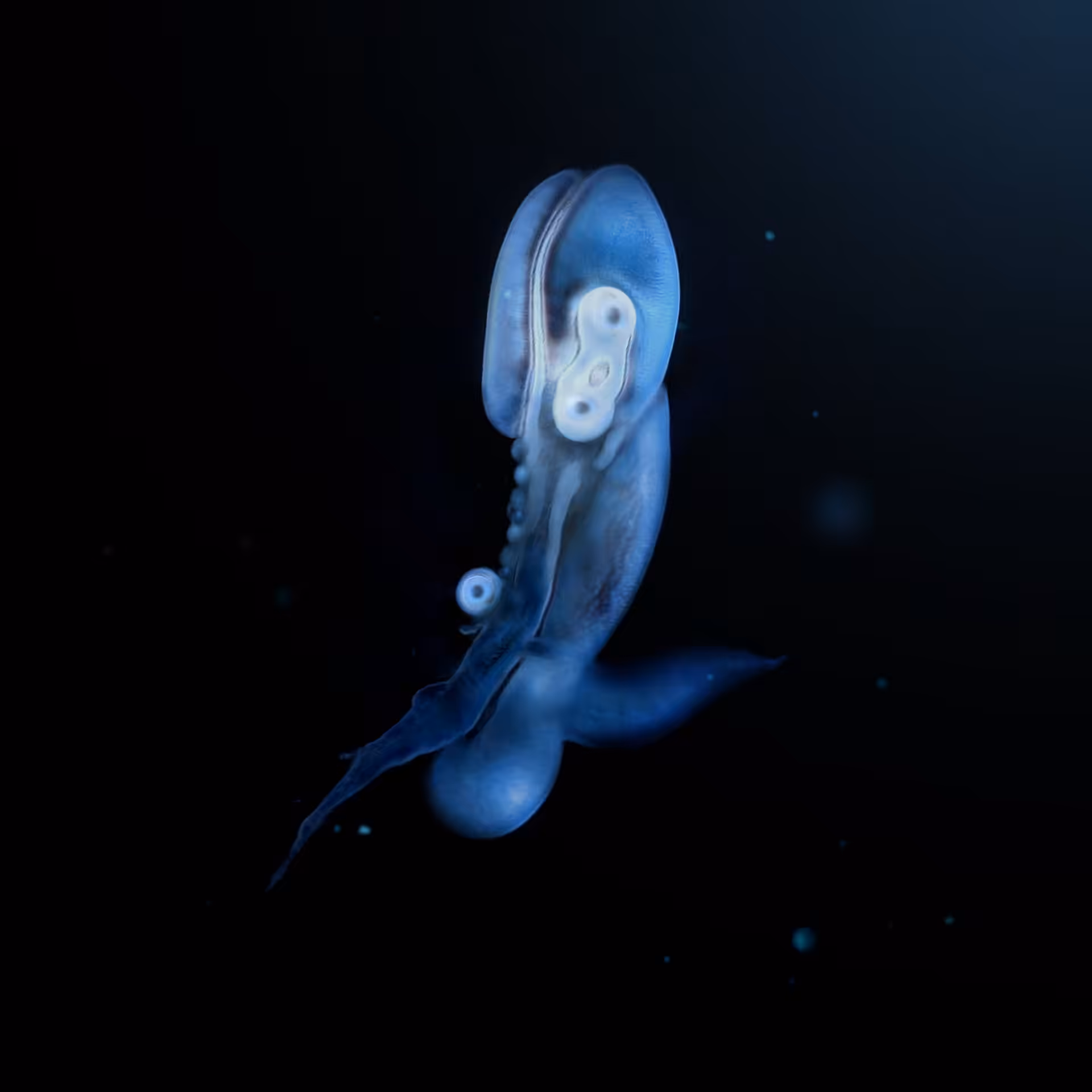 Sperma 46