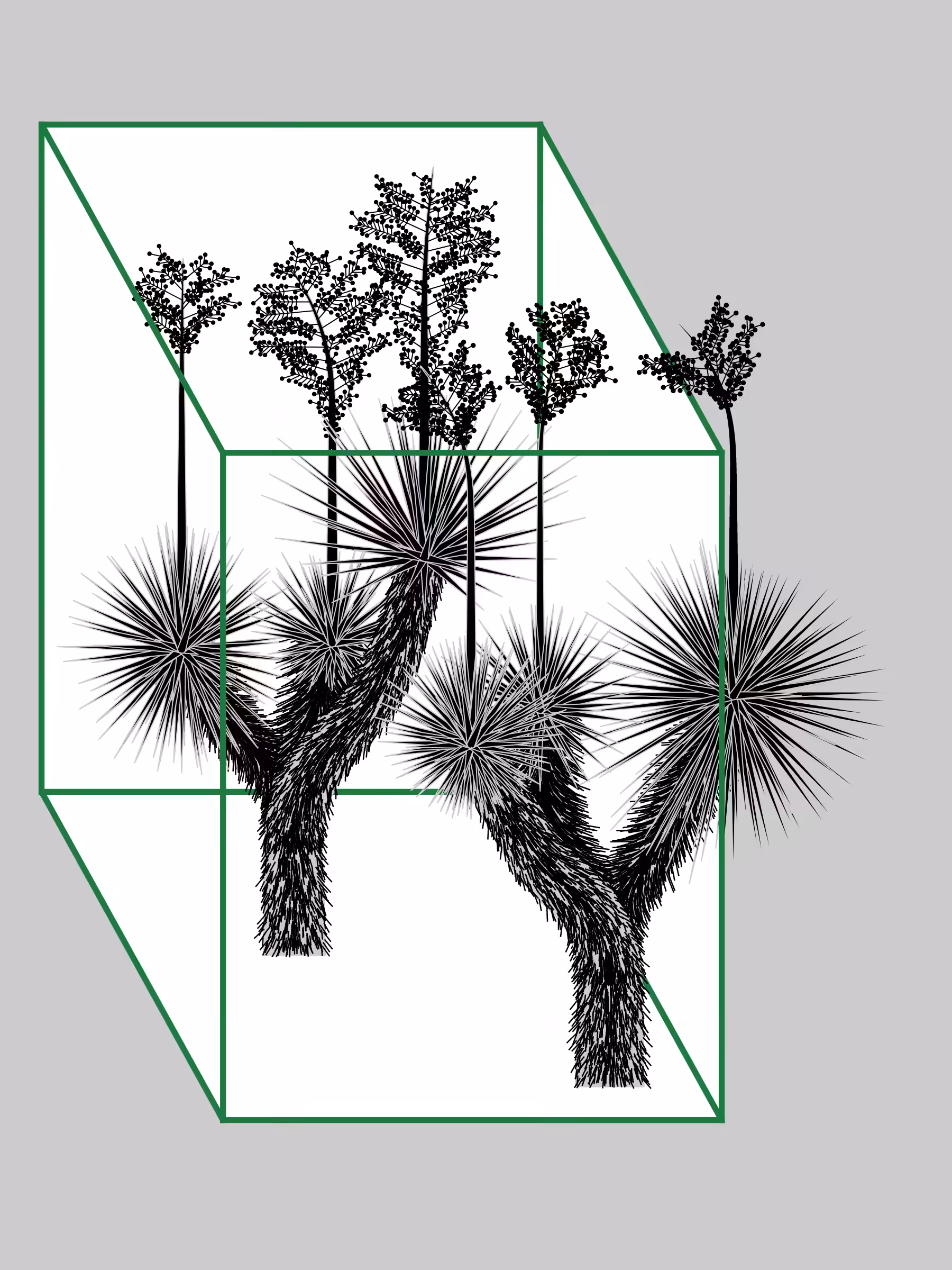 Marfa Yucca #331