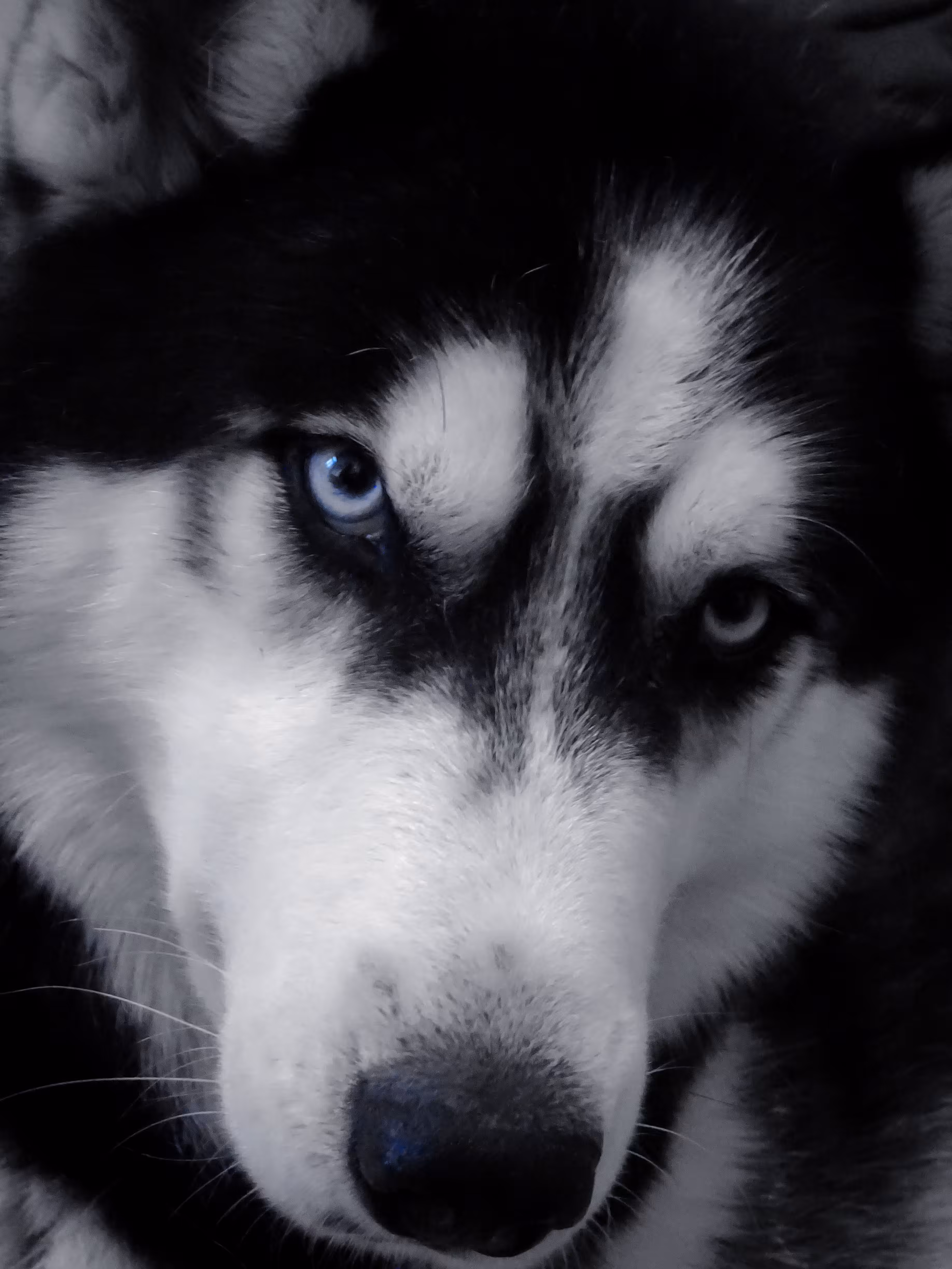 The Protector