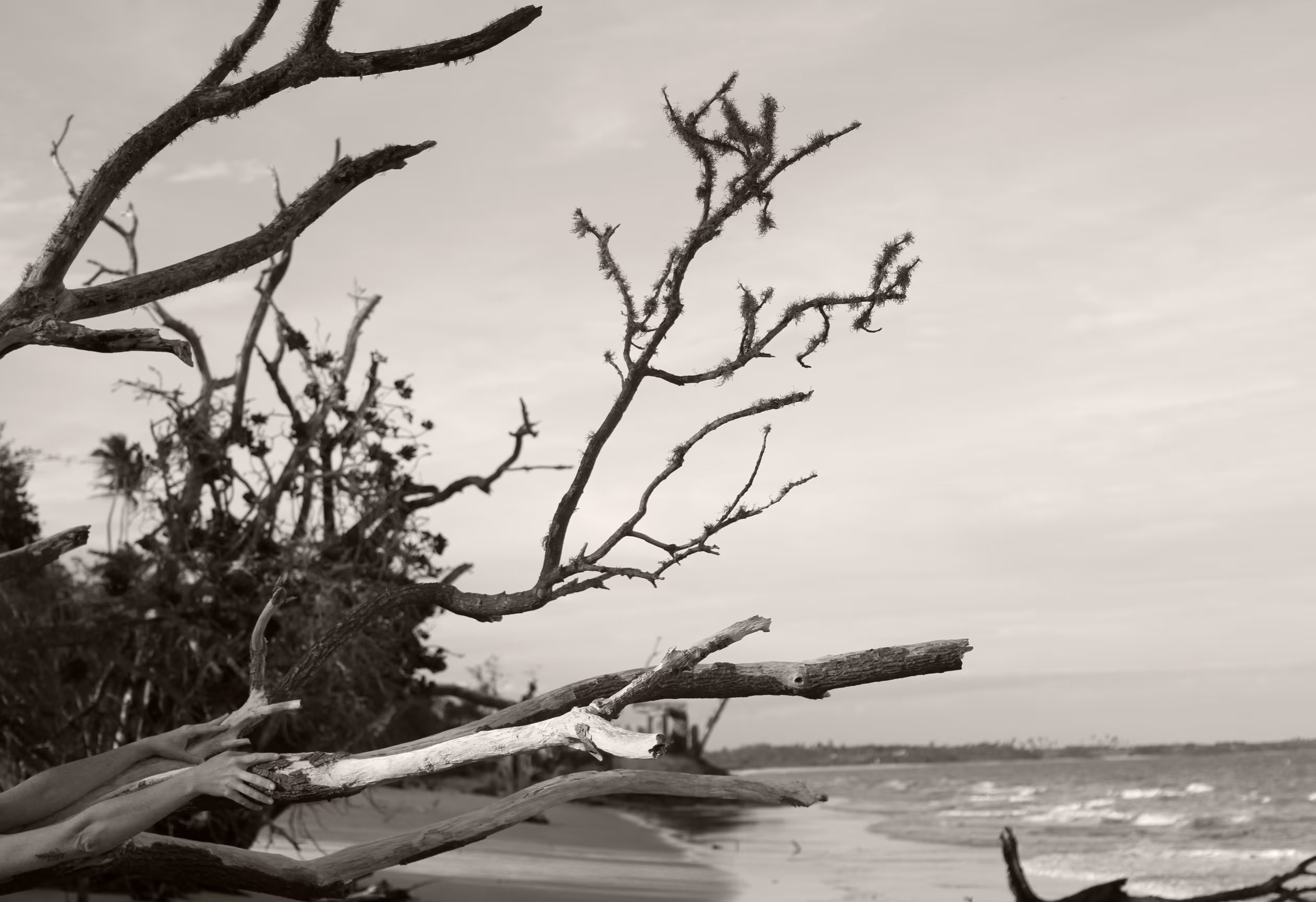 memory of the trees 7