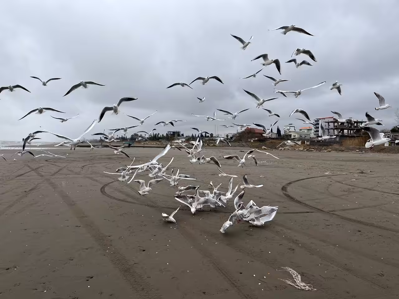 The Happy Valley: A Wave of Seagulls