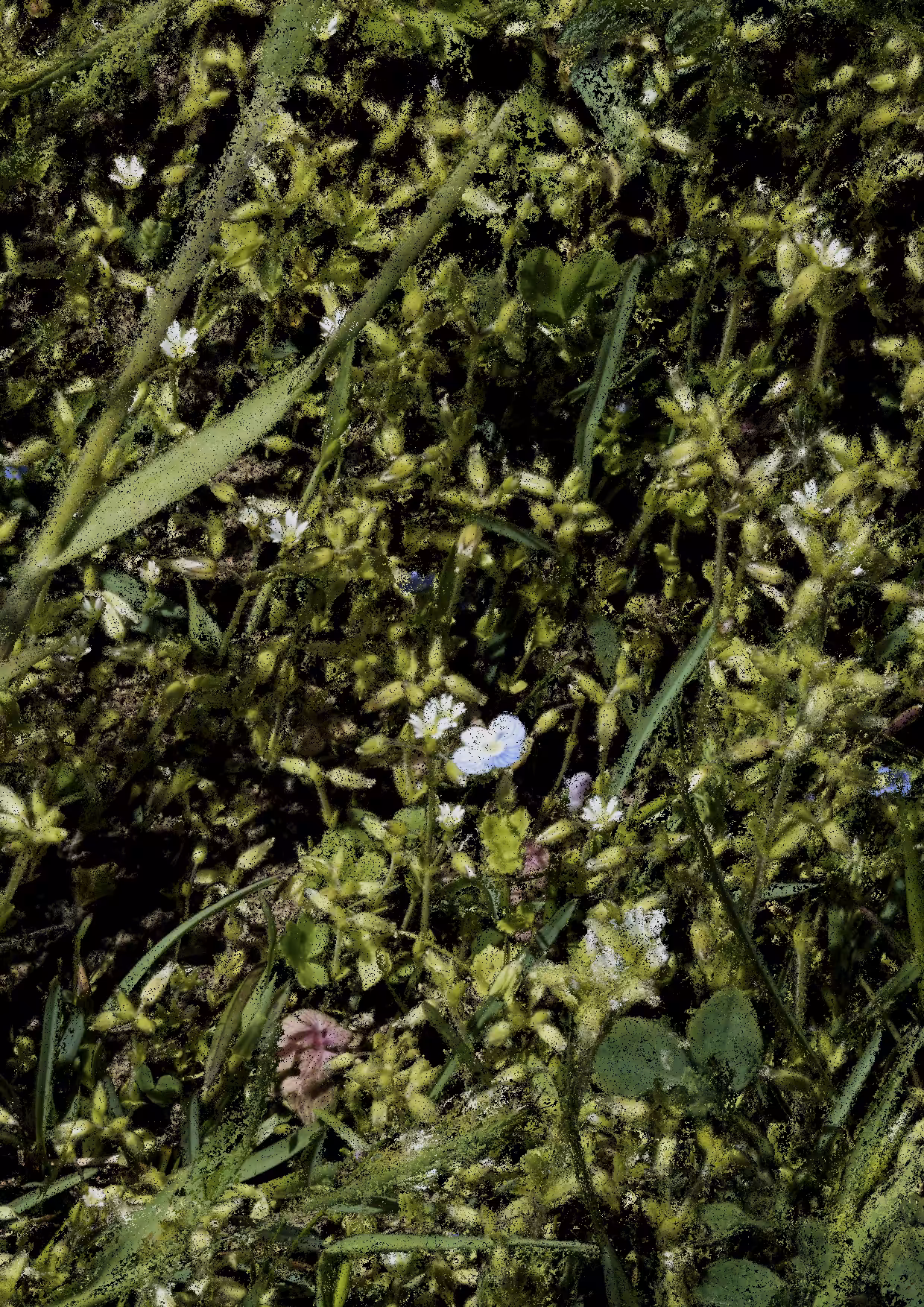 Overgrowth 0371