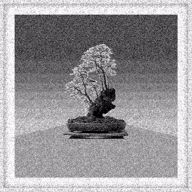 Bonsai Bonanza #469