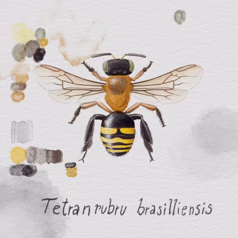 Randomic Brazilian Bees  #59