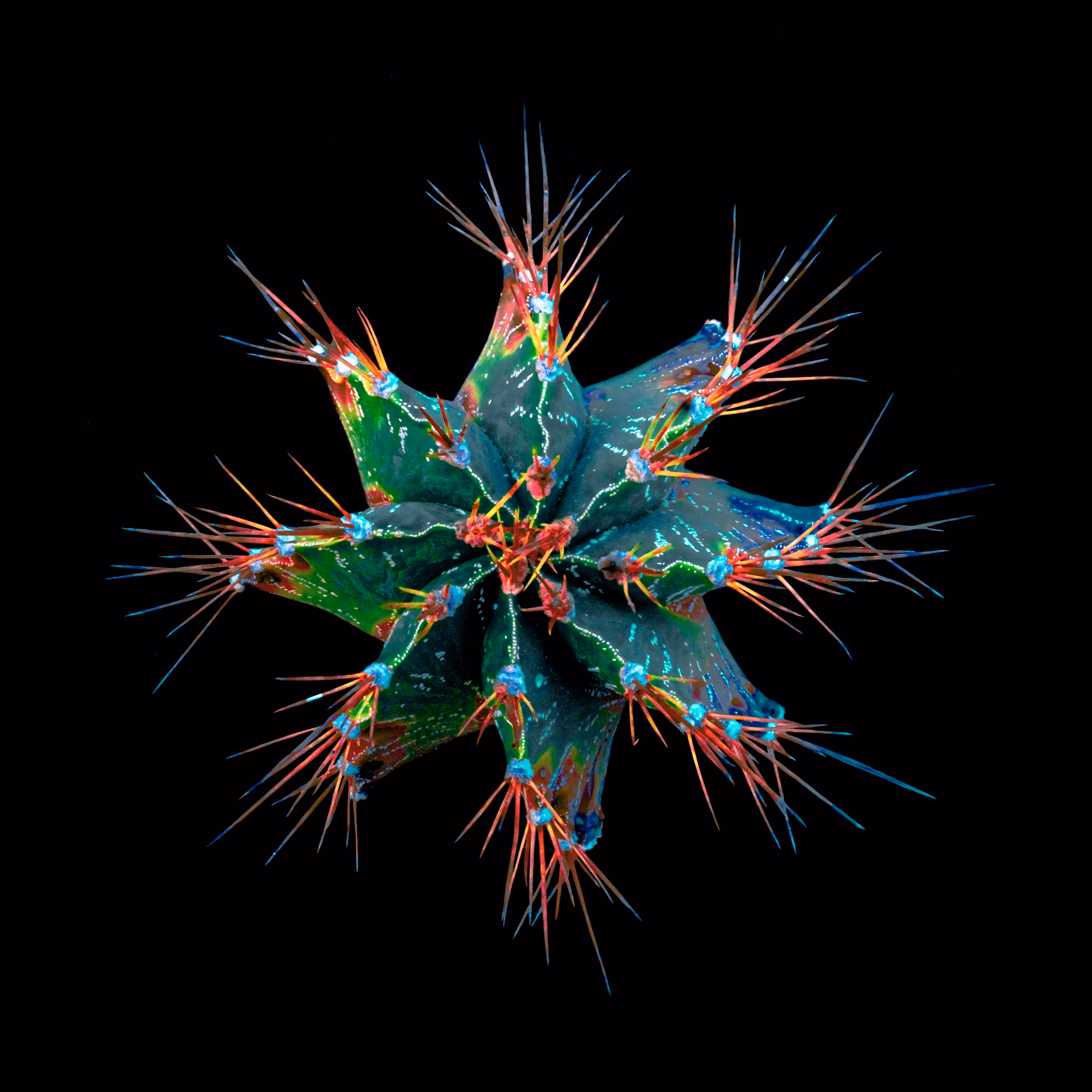 Cactus 1.3