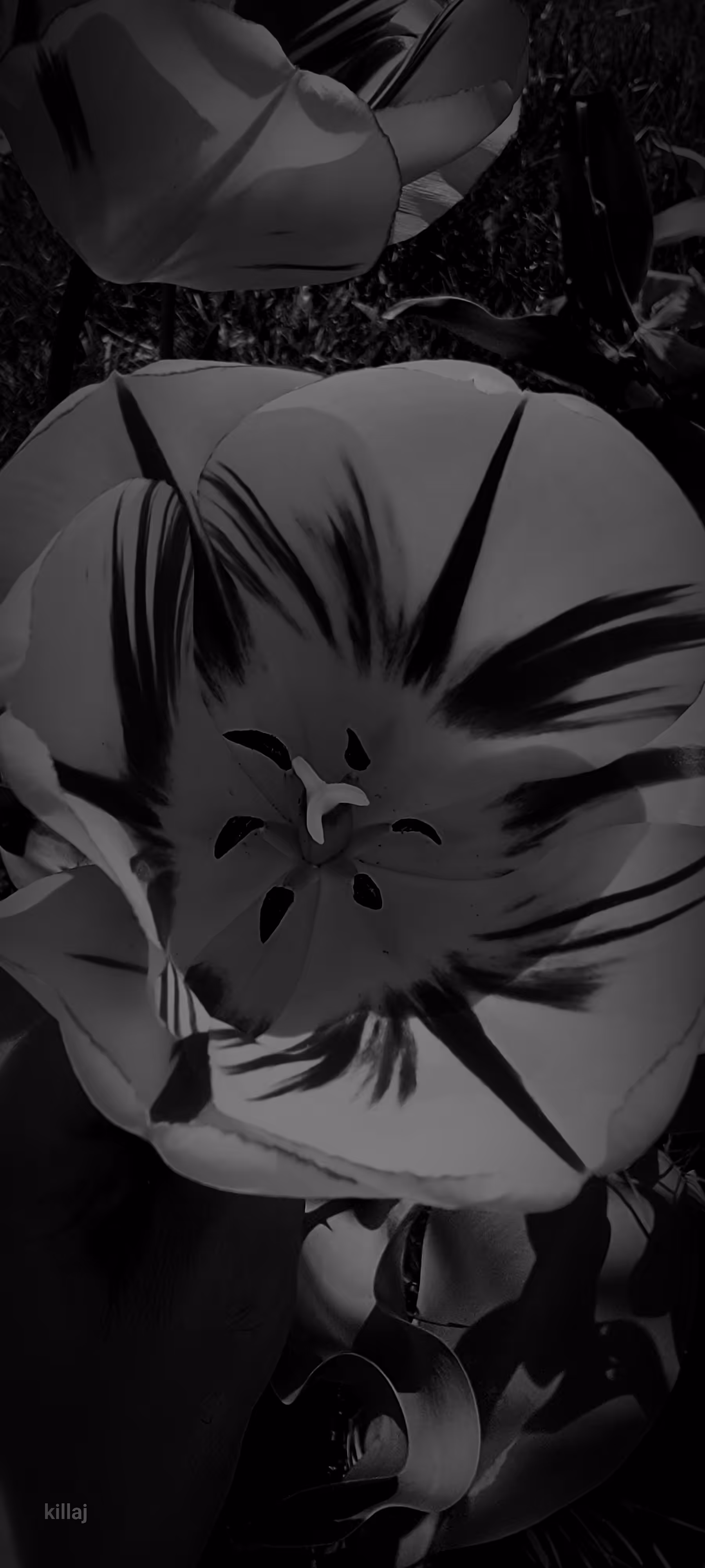 tulip