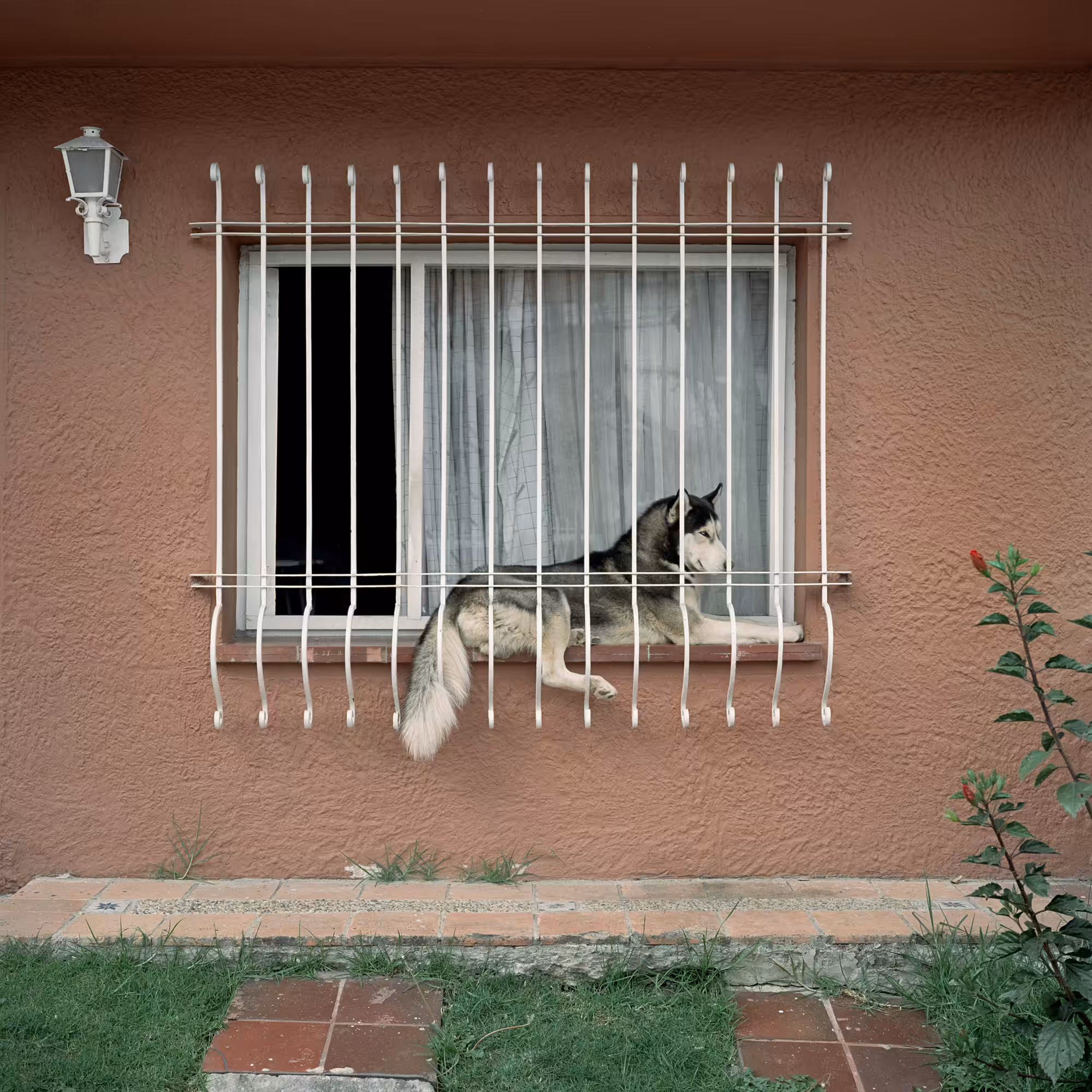 Dog Days, Bogotá #36