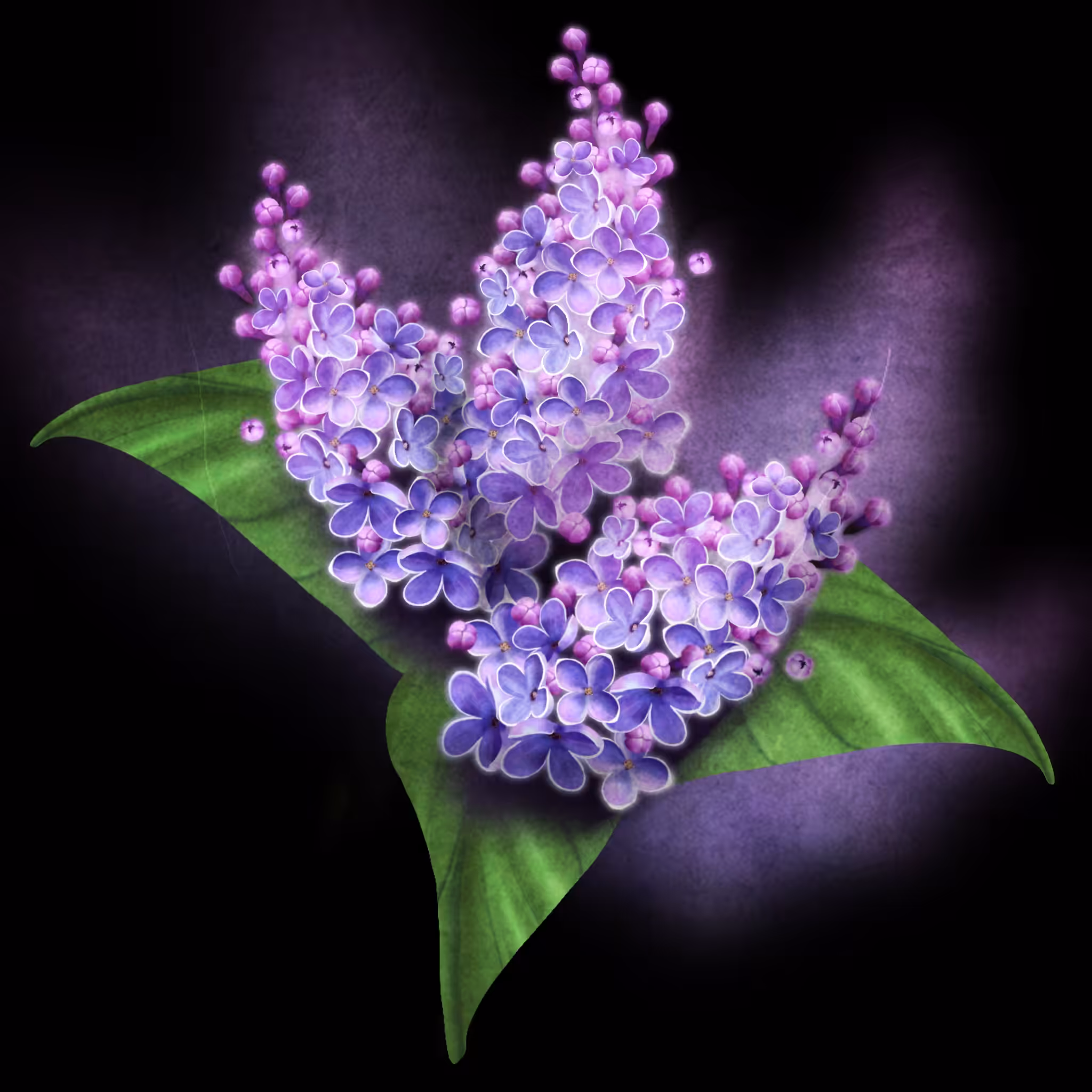 Lilac in black