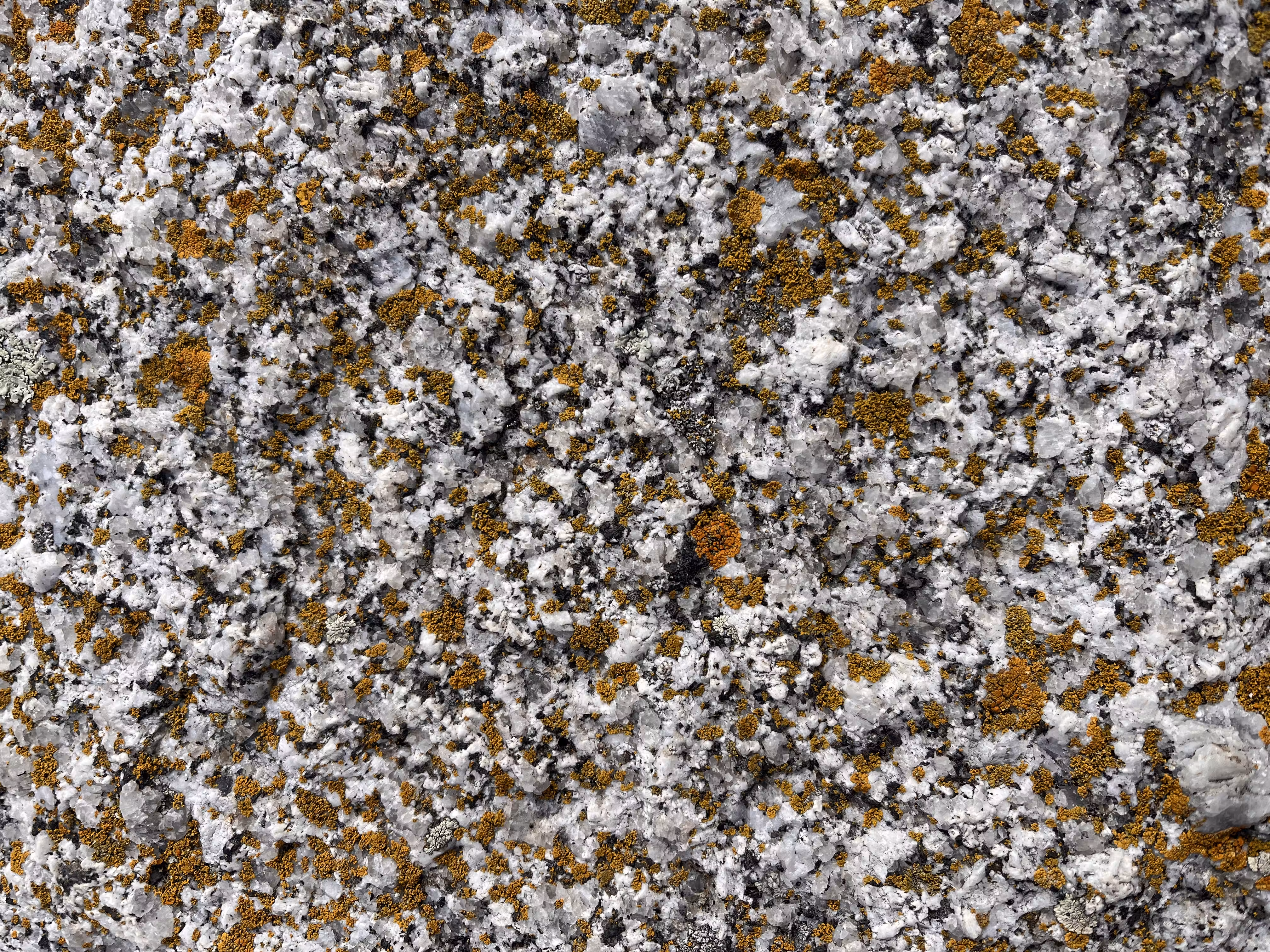 Cove Lichen
