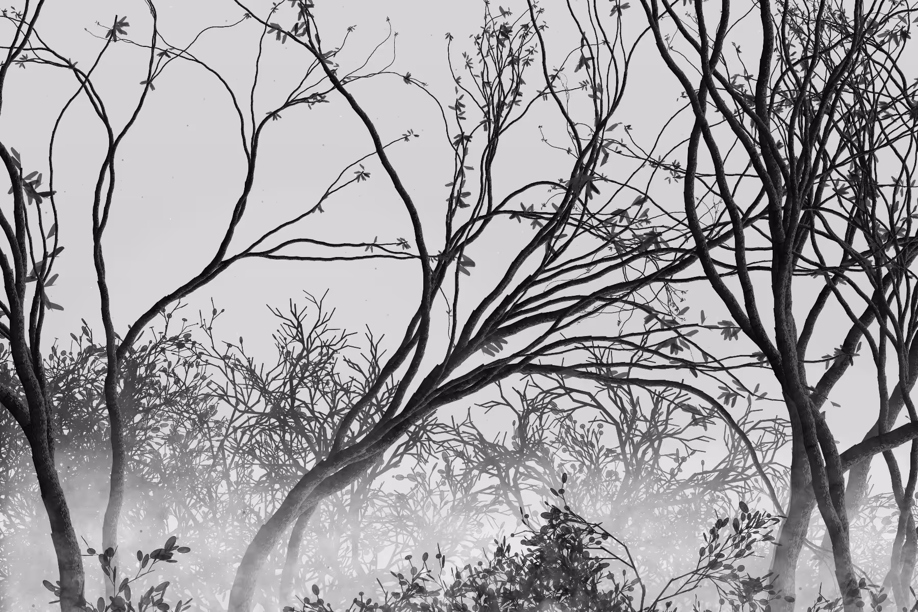 Morning Mist #109