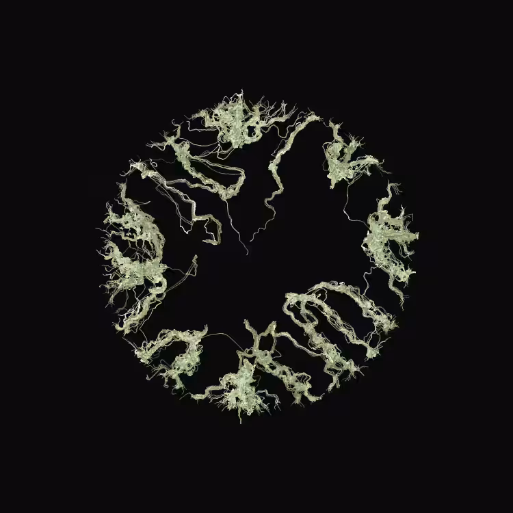 Ginseng #9