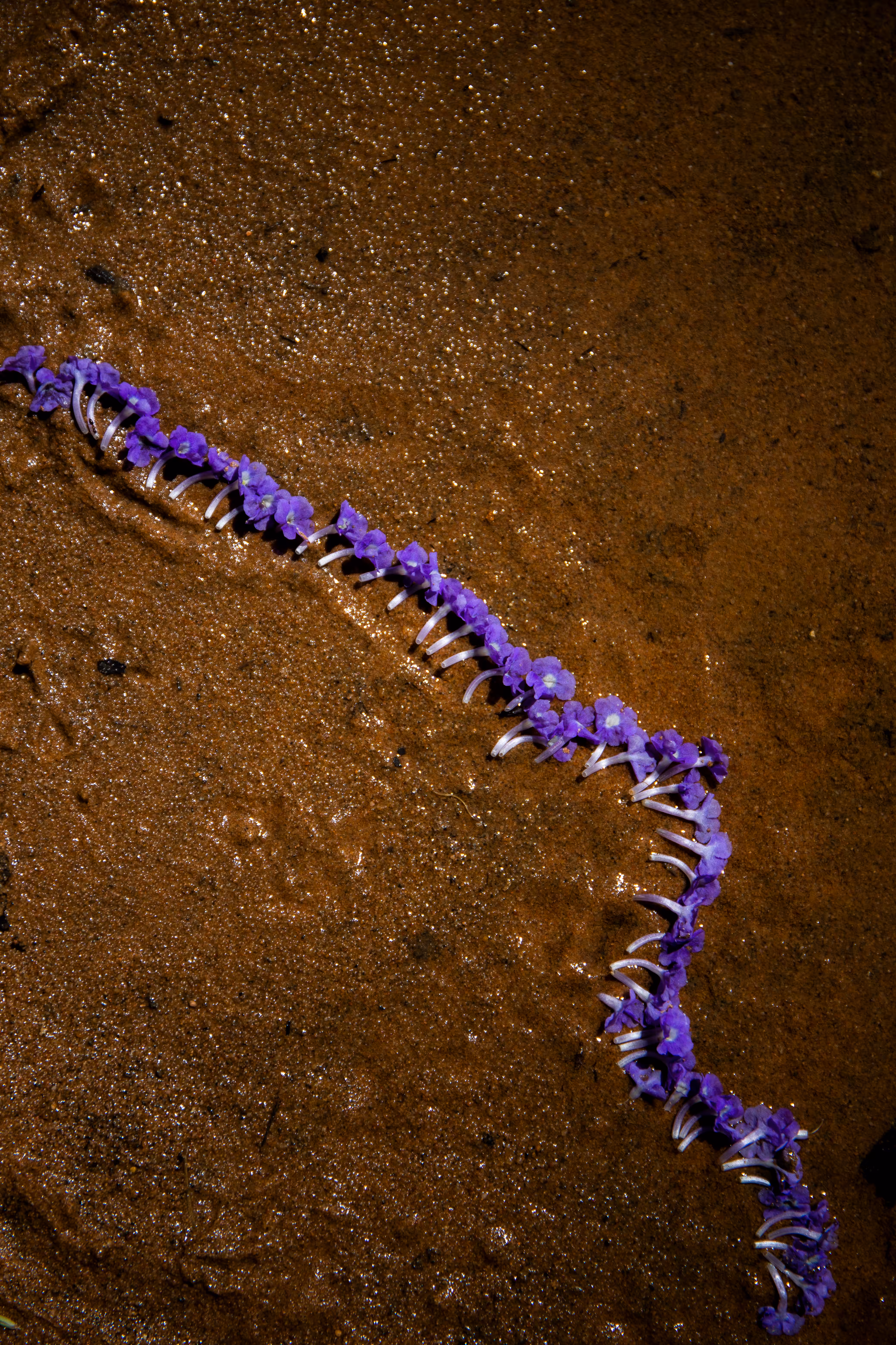 A Line in the Sand
