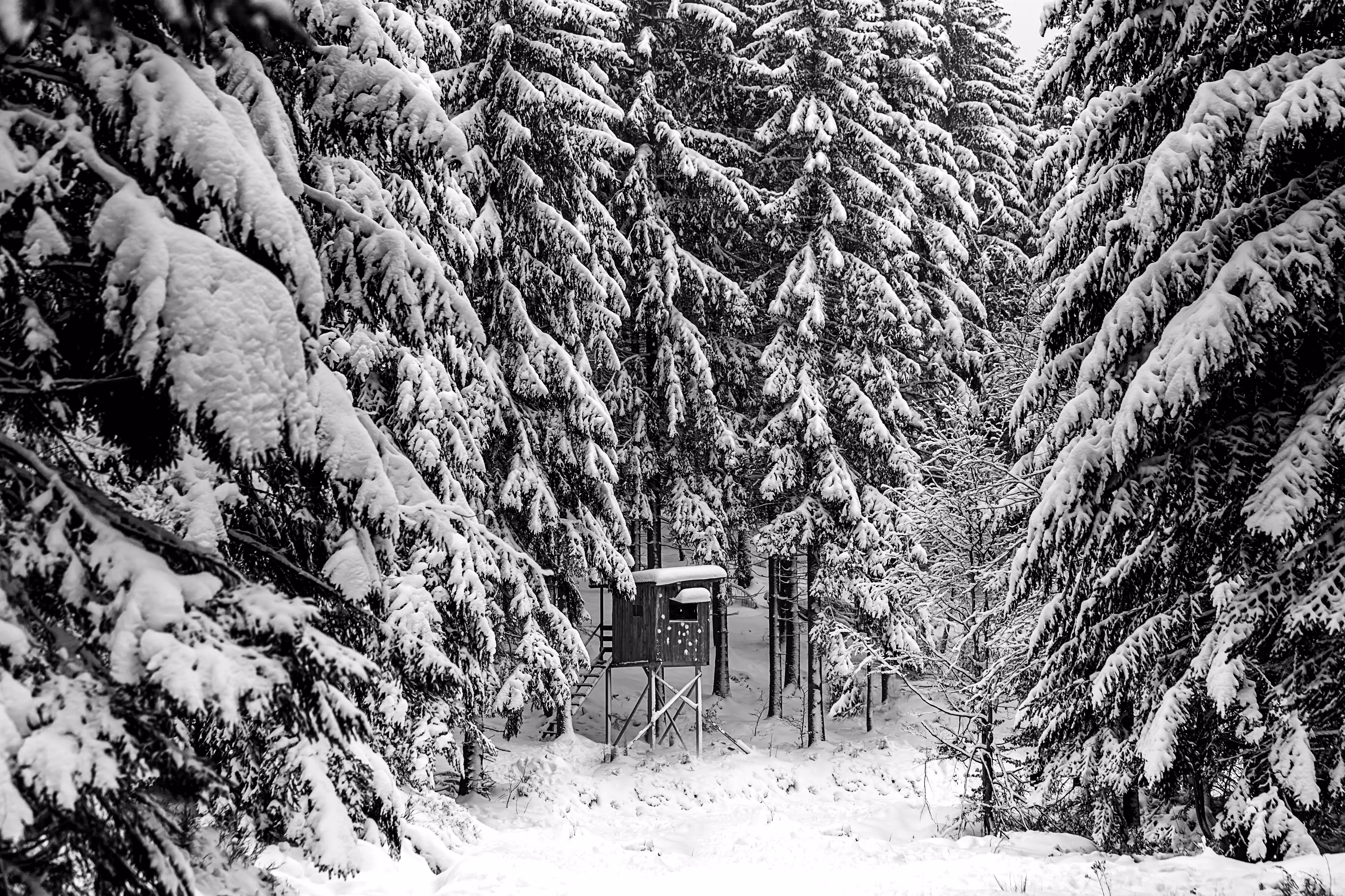 pine  forest.