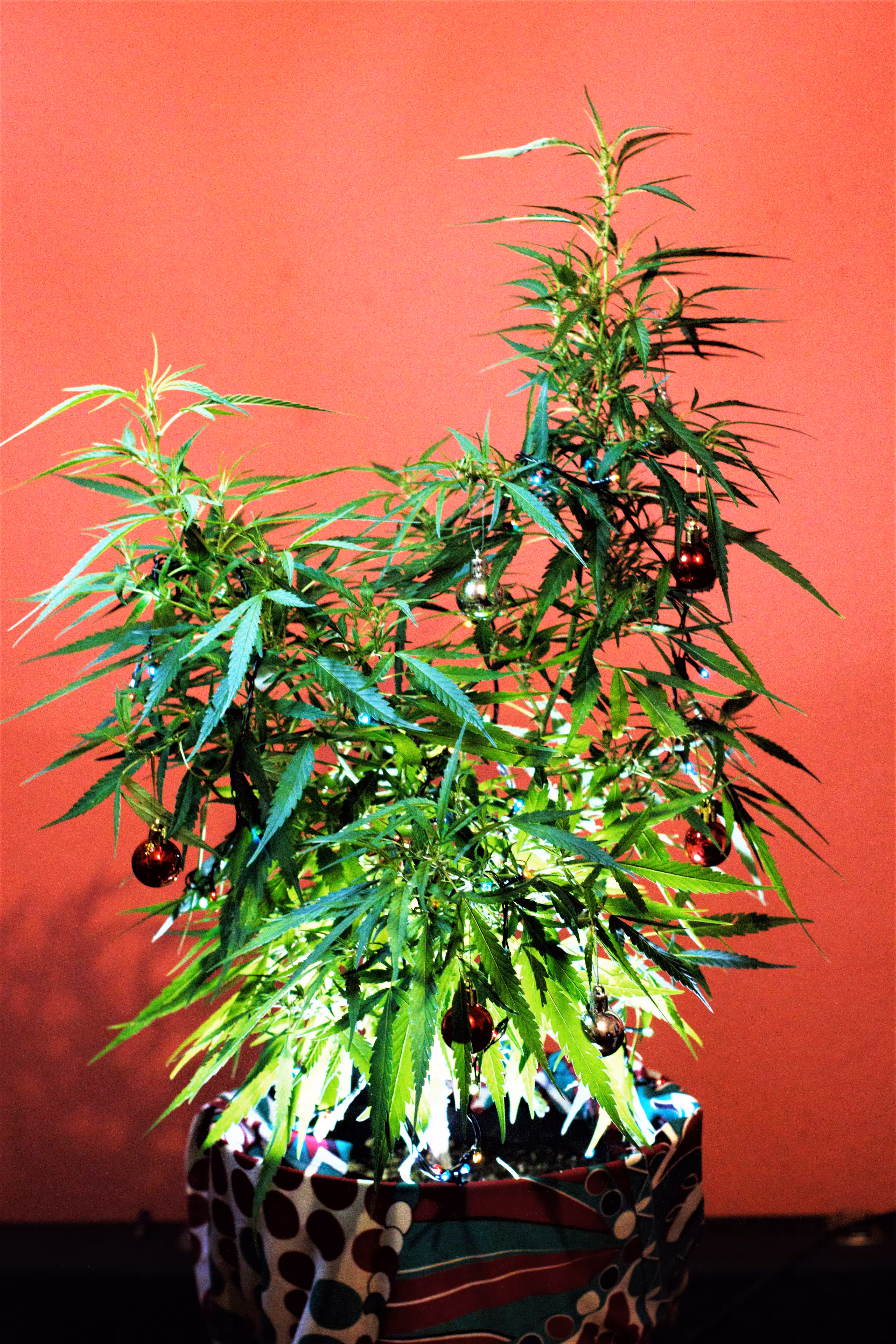 Weed Christmas