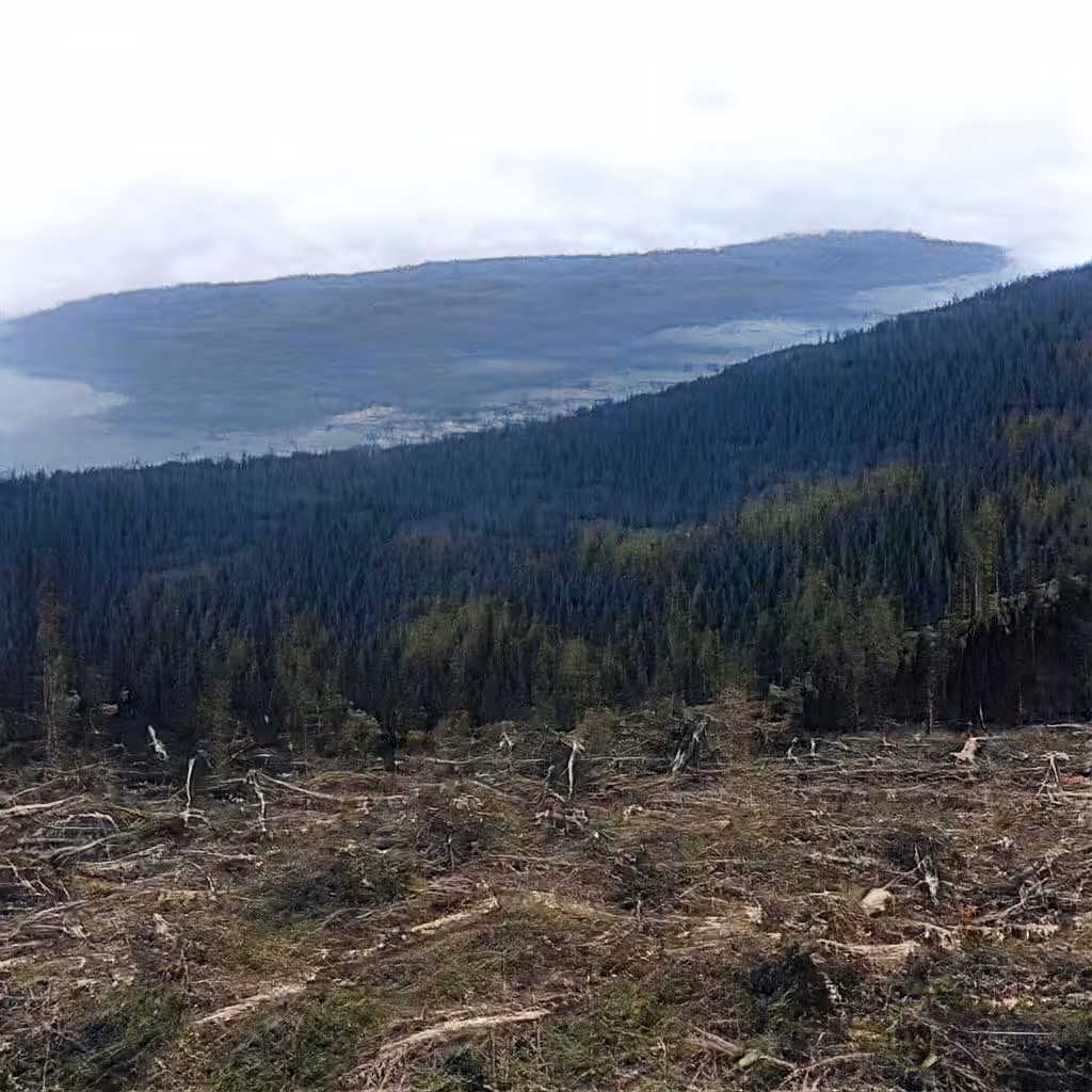 Fabricating Future Forests 0063