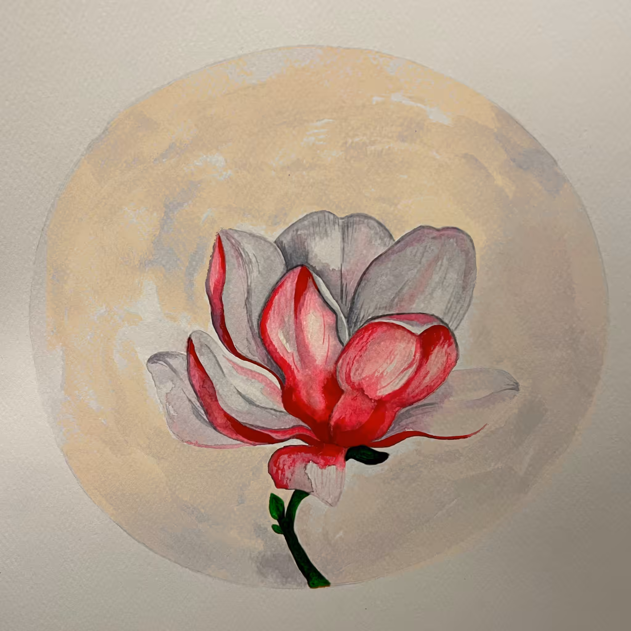 Magnolia 