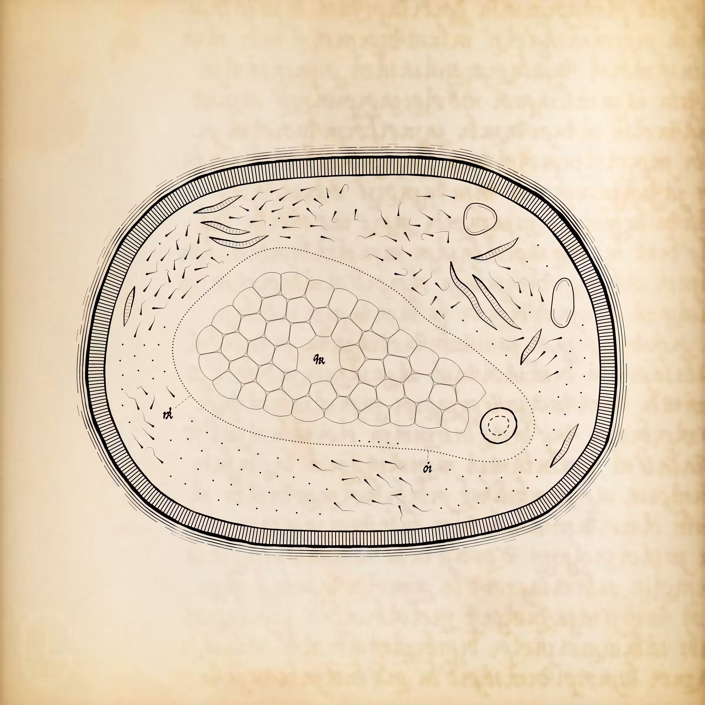 Cytographia #118