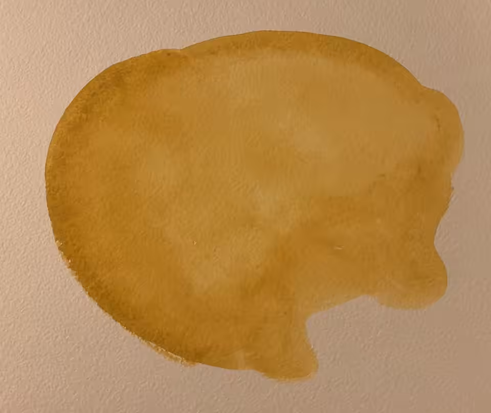 Potato Chip