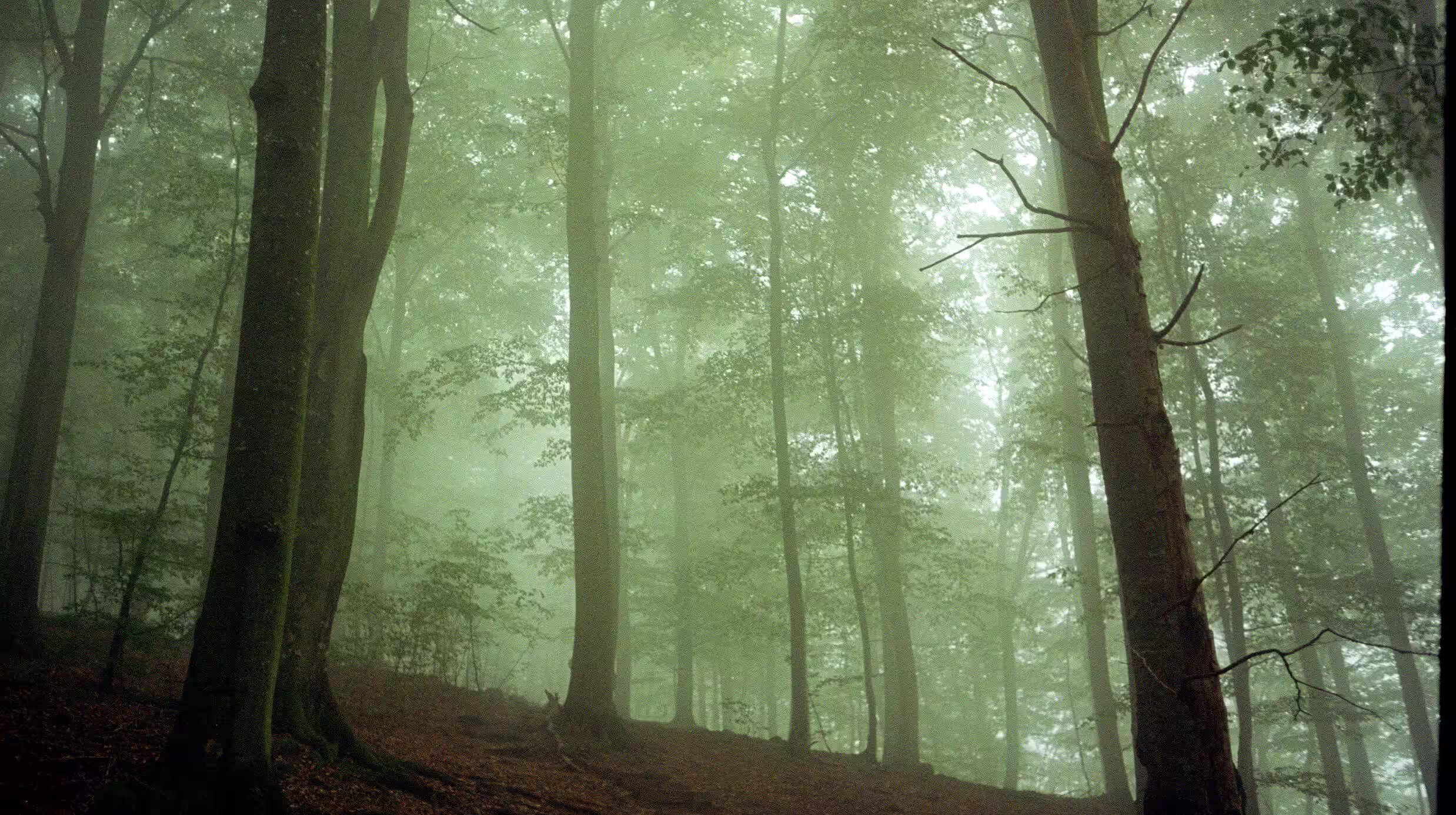 Mirkwood