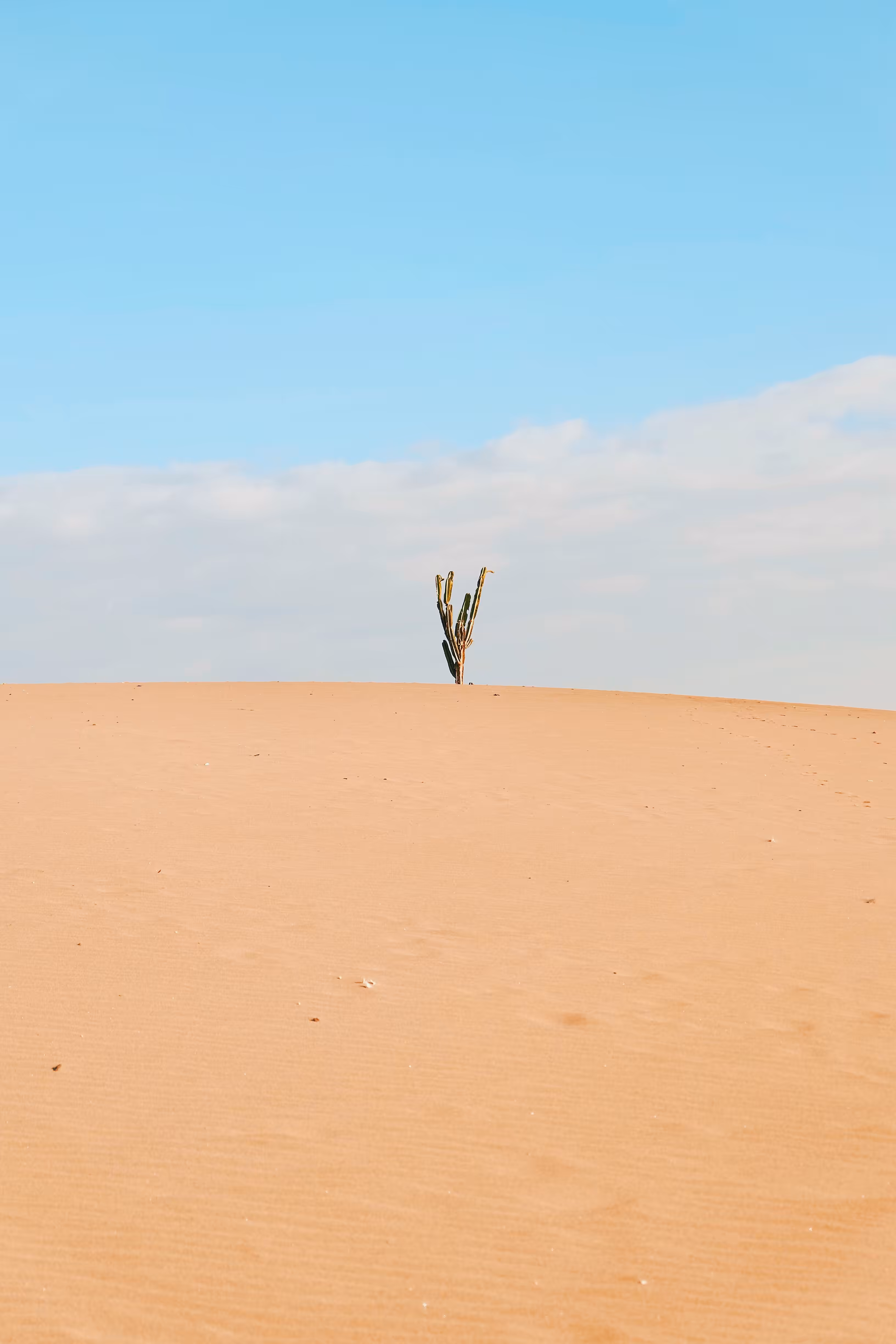 solo cactus