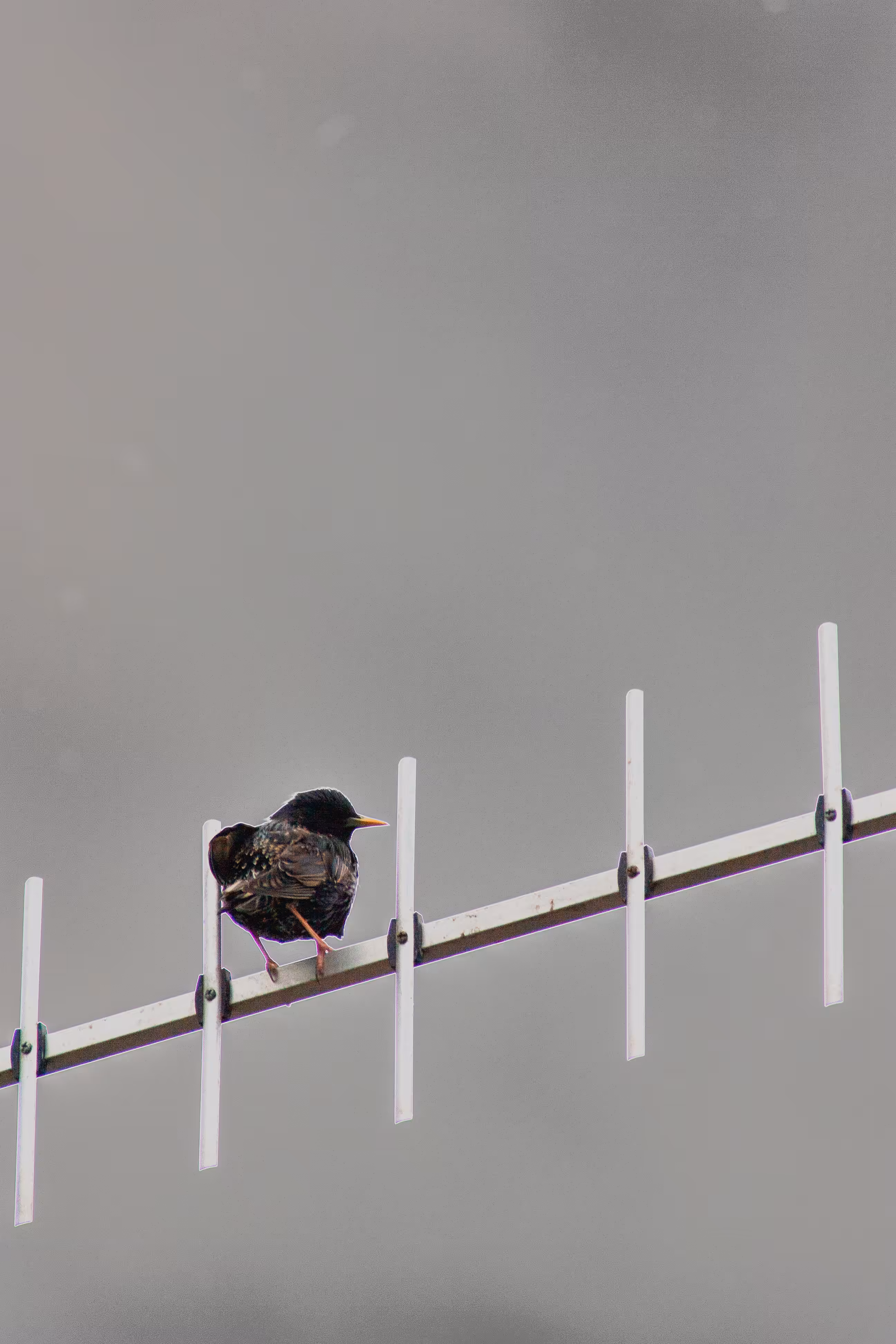 Starling