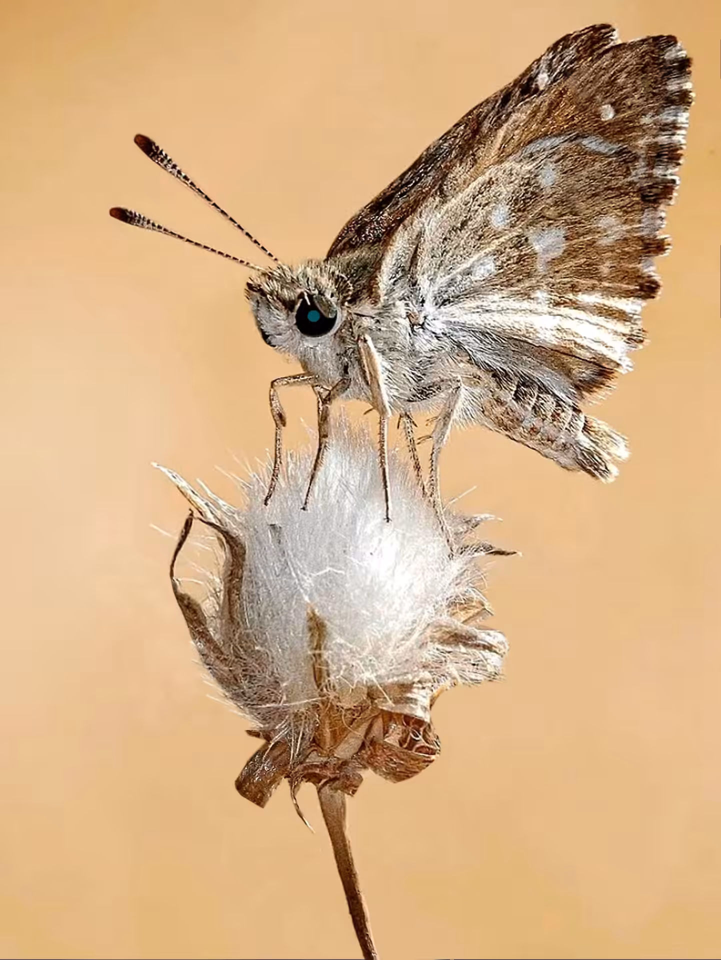 Butterfly’s Whisper on the Thread of Life