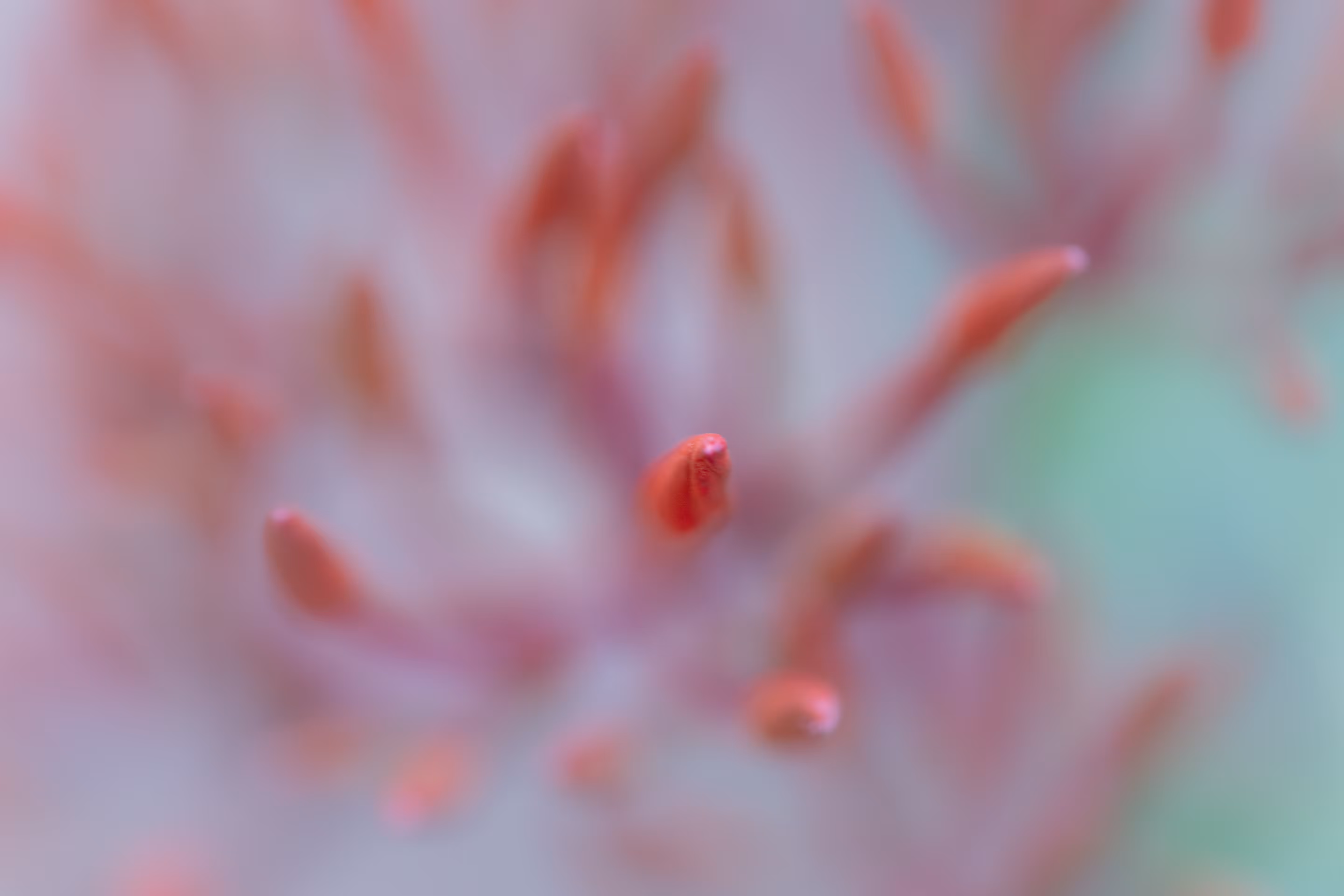 Flora 29