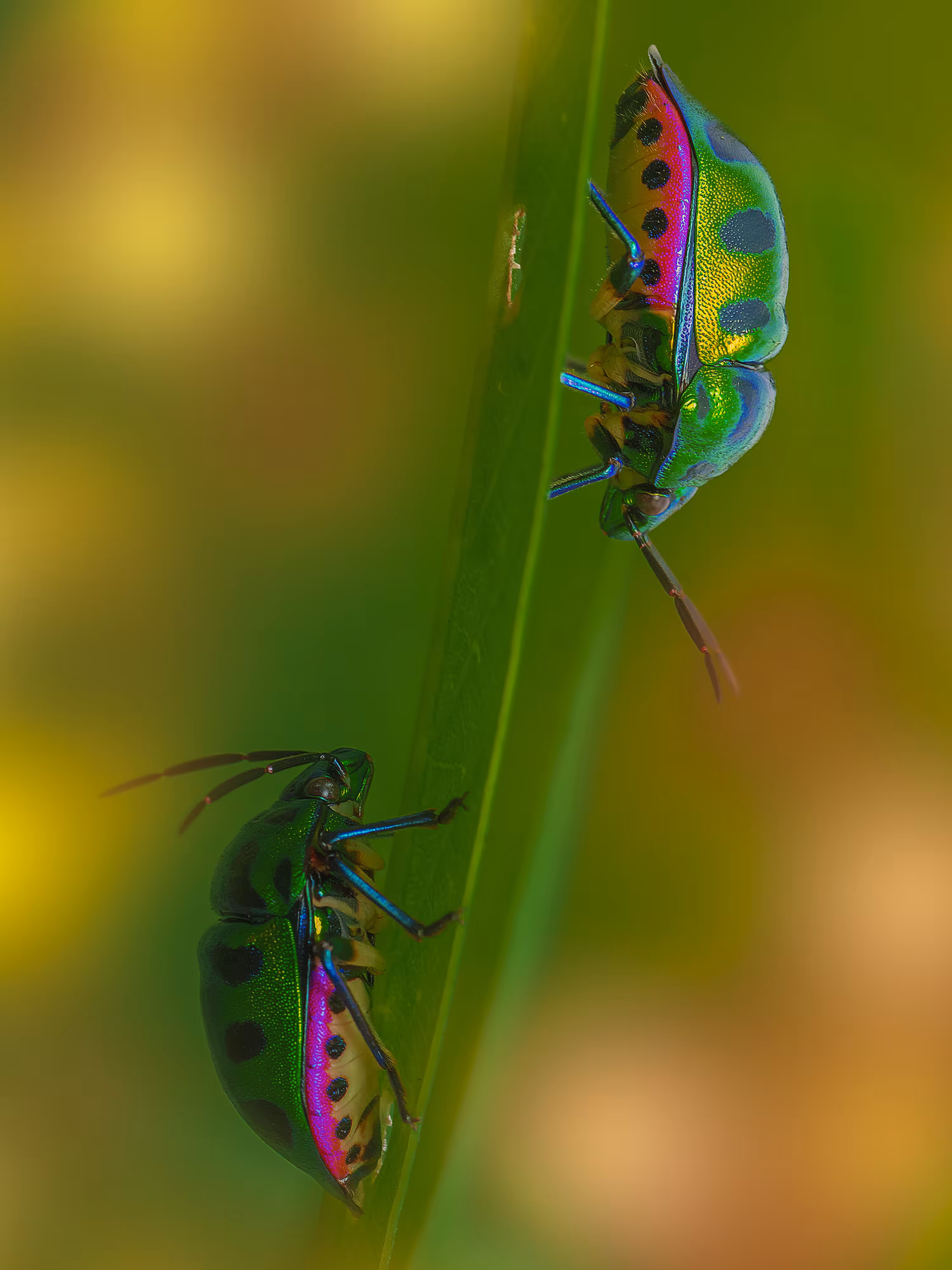 Jewel Bugs 