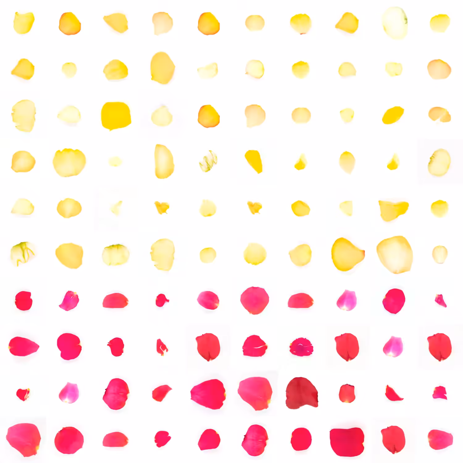 Infinite Petals 10x10#2079