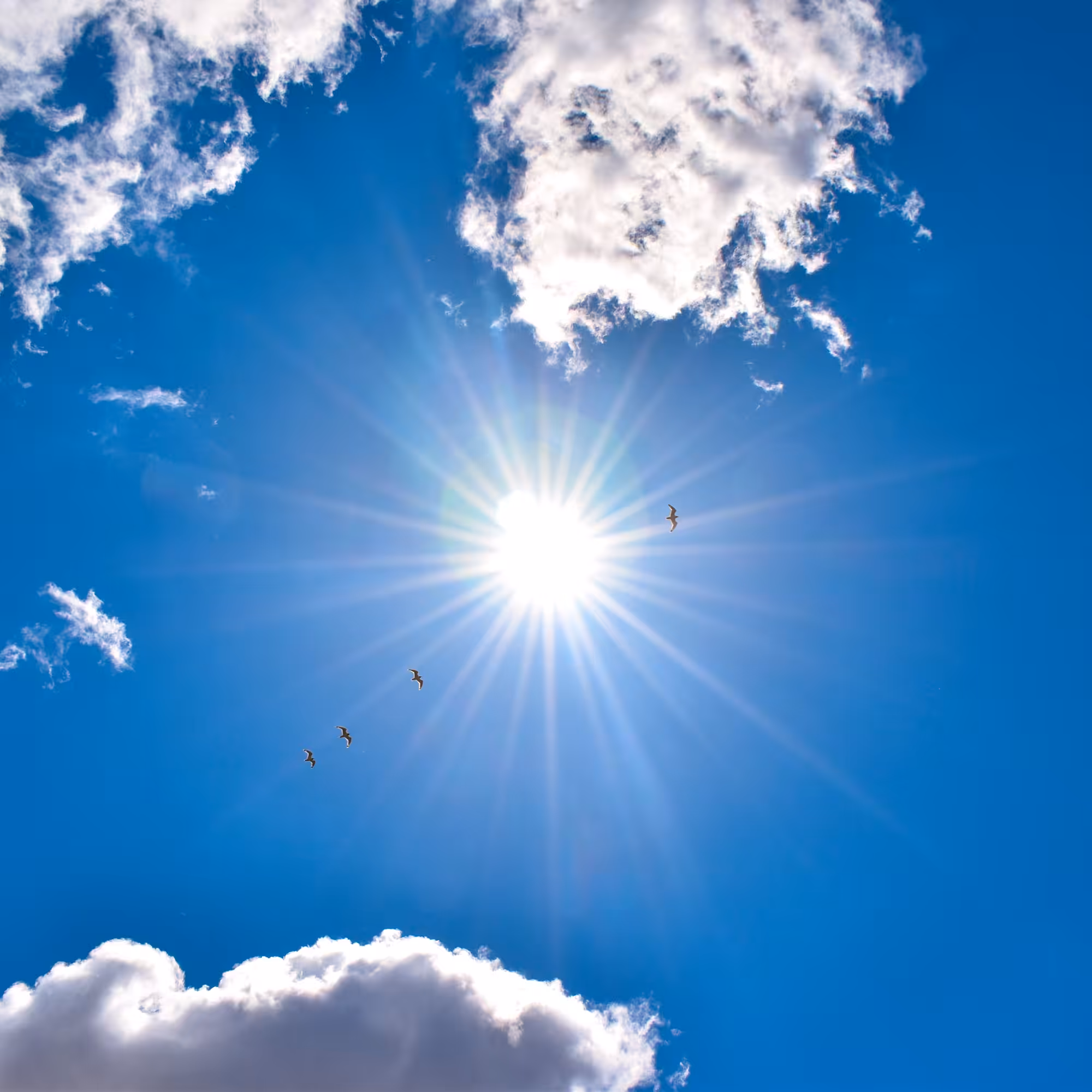 The Sun is a Bird
