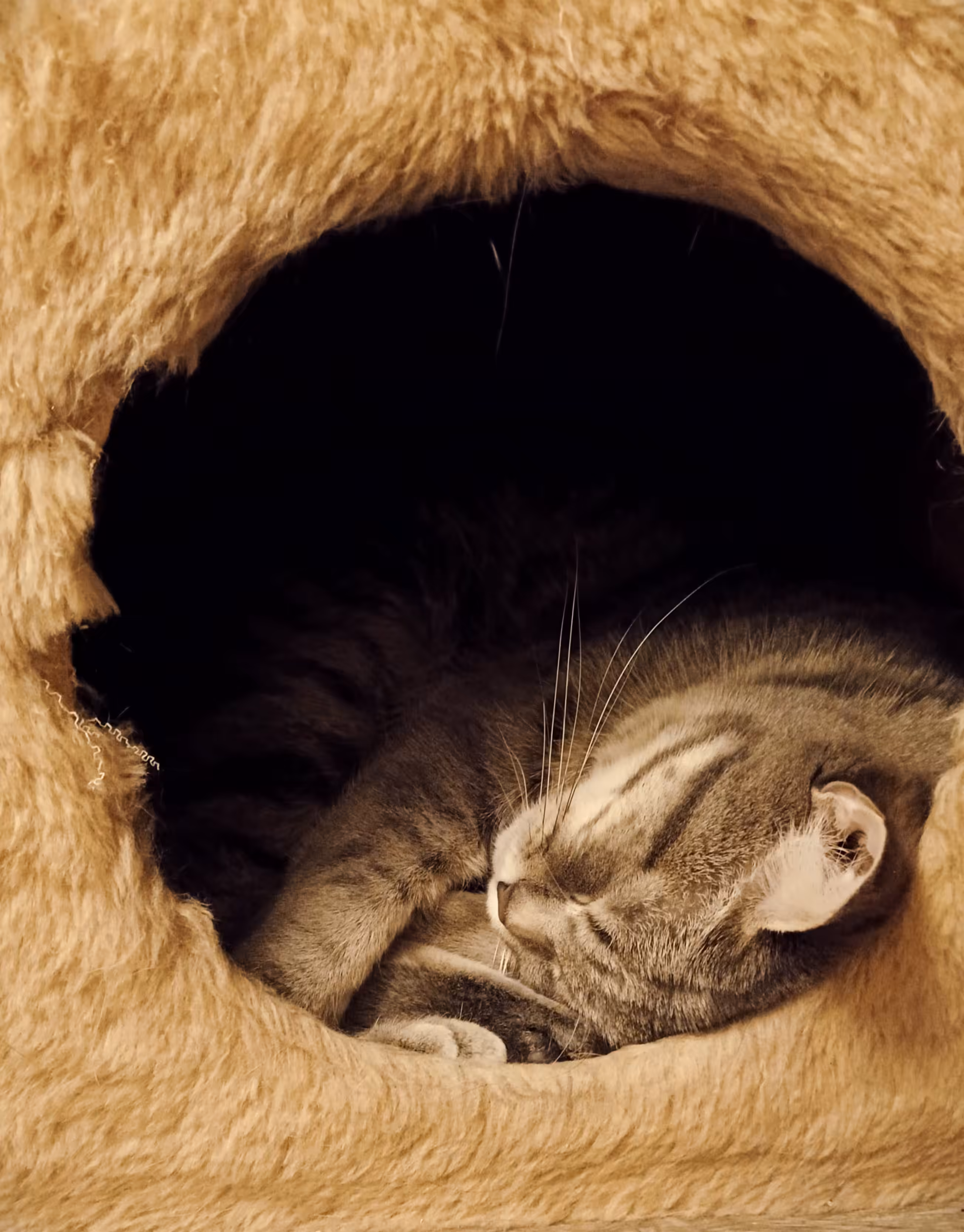 Sleeping beauty