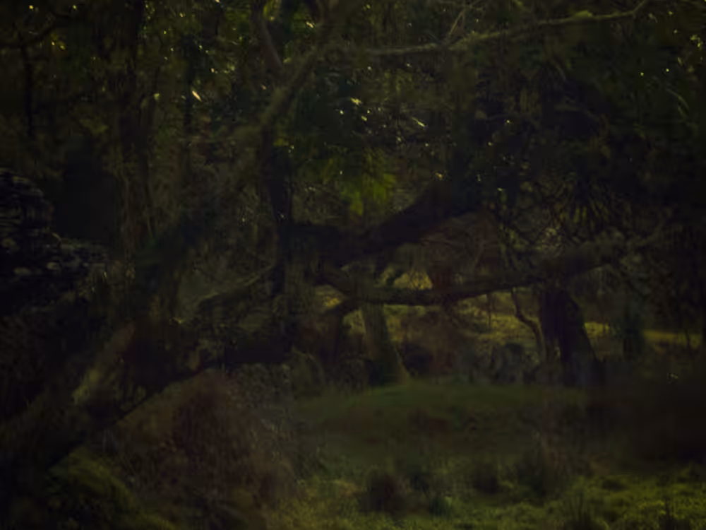Glade
