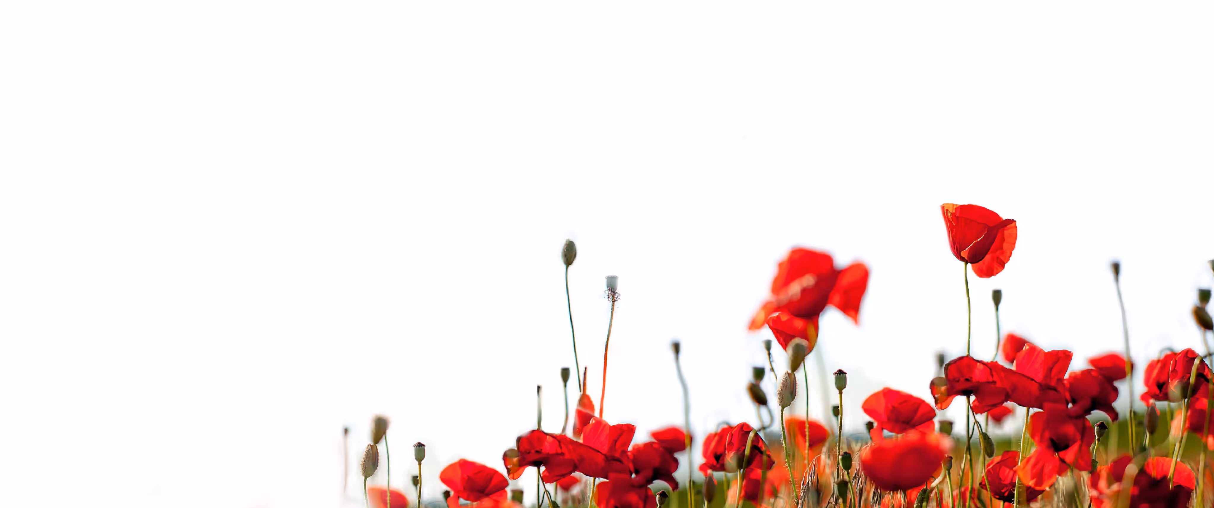 Poppyseed Field 