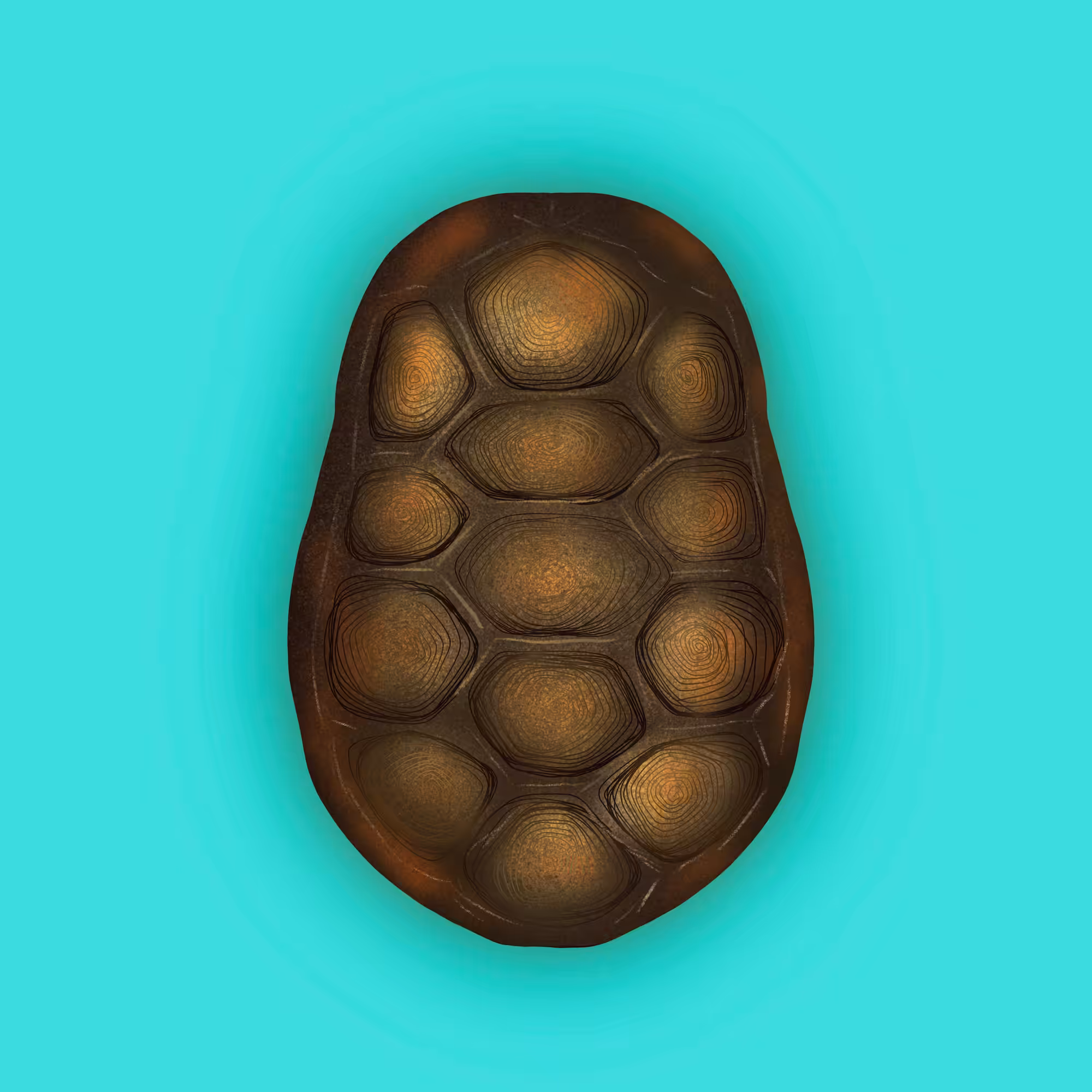 Jabuti (Tortoise)
