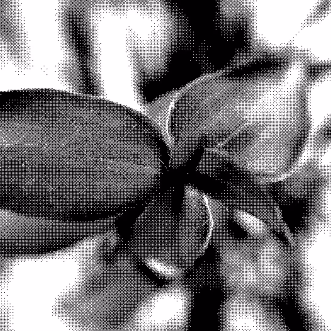 Macro Dither Scanner 00