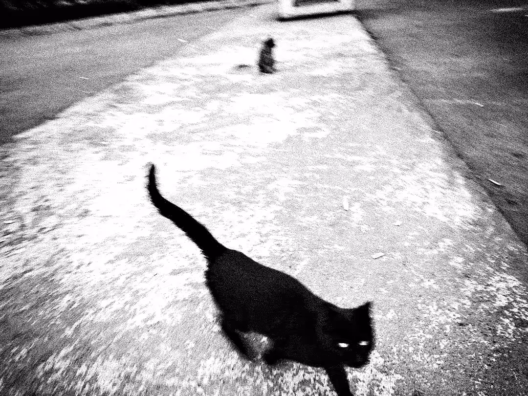 Blacks cats tale