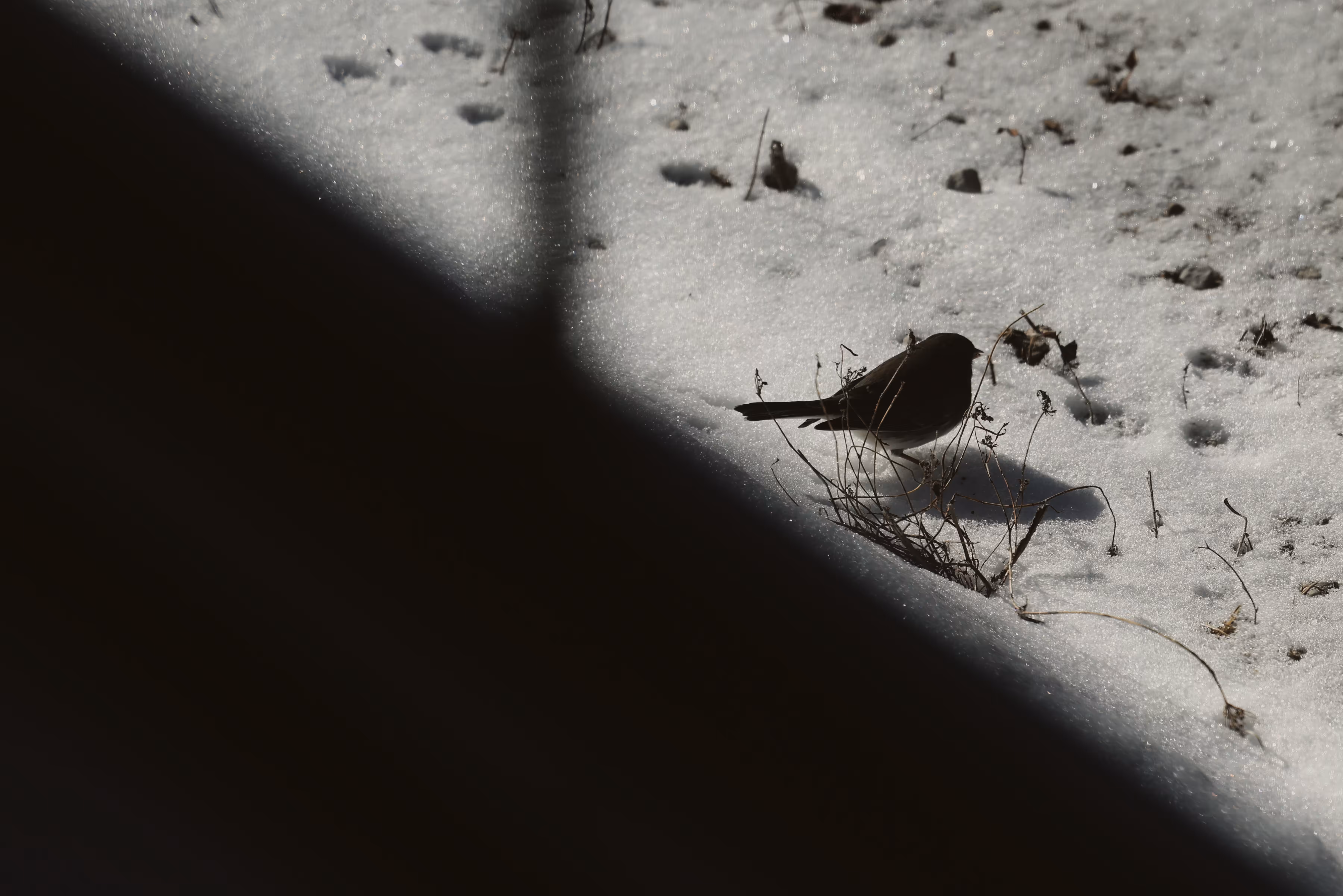 _winter song