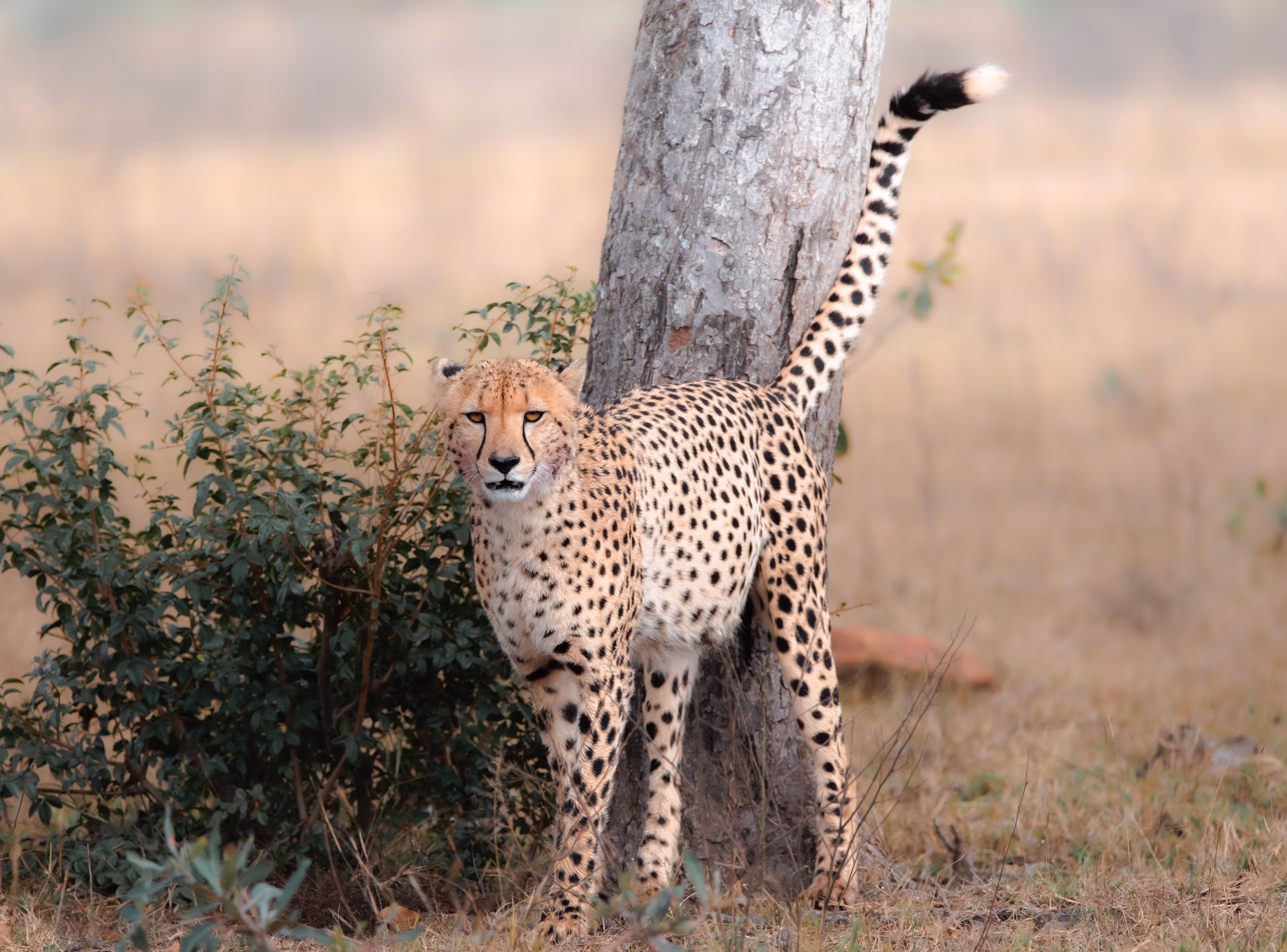 Cheetah Portrait