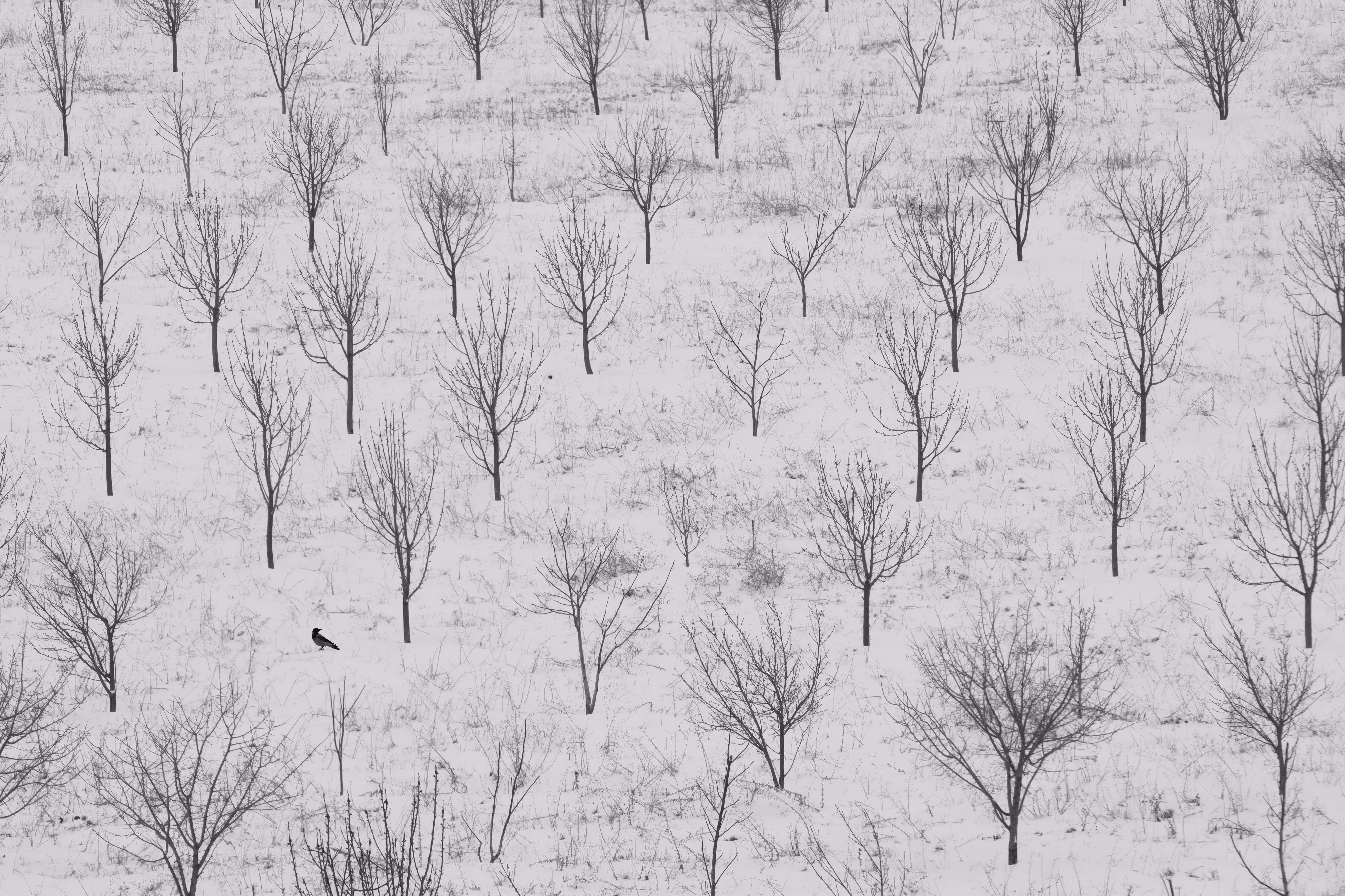 Snow day