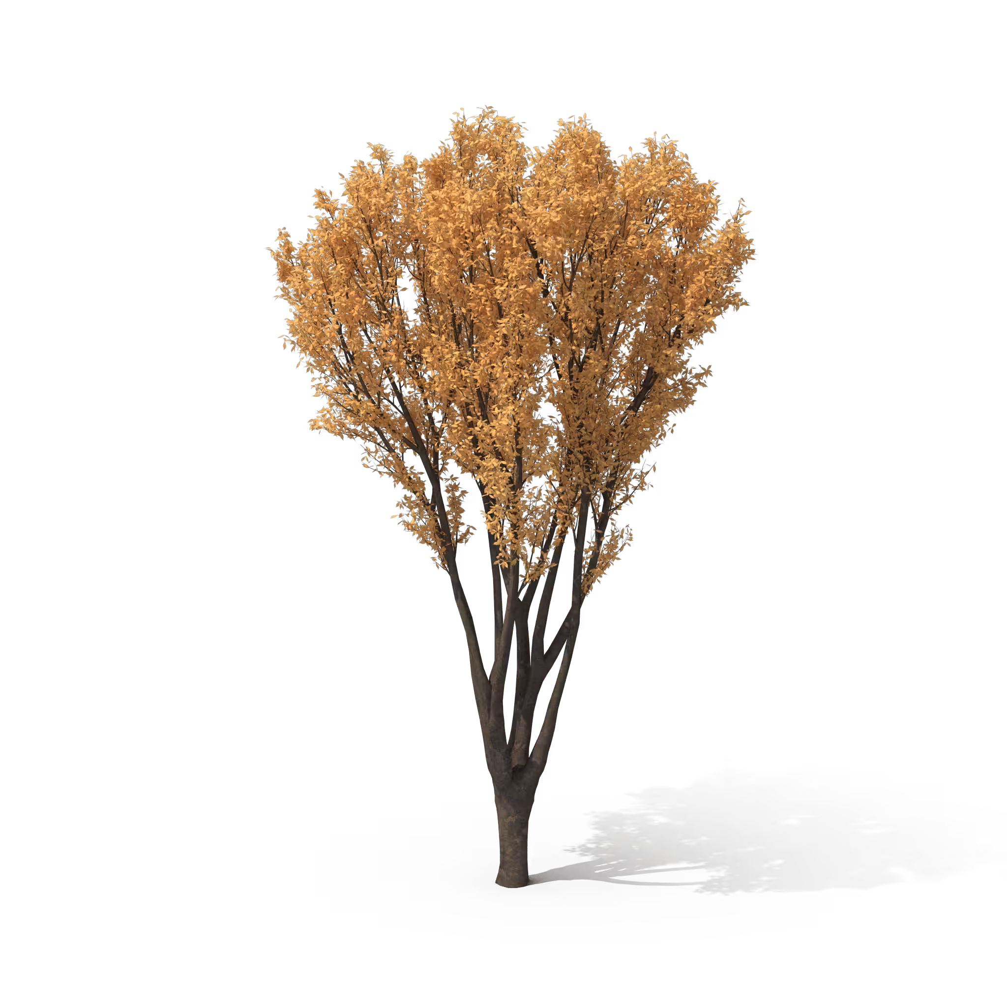 Your Tree ı Autumn Bush