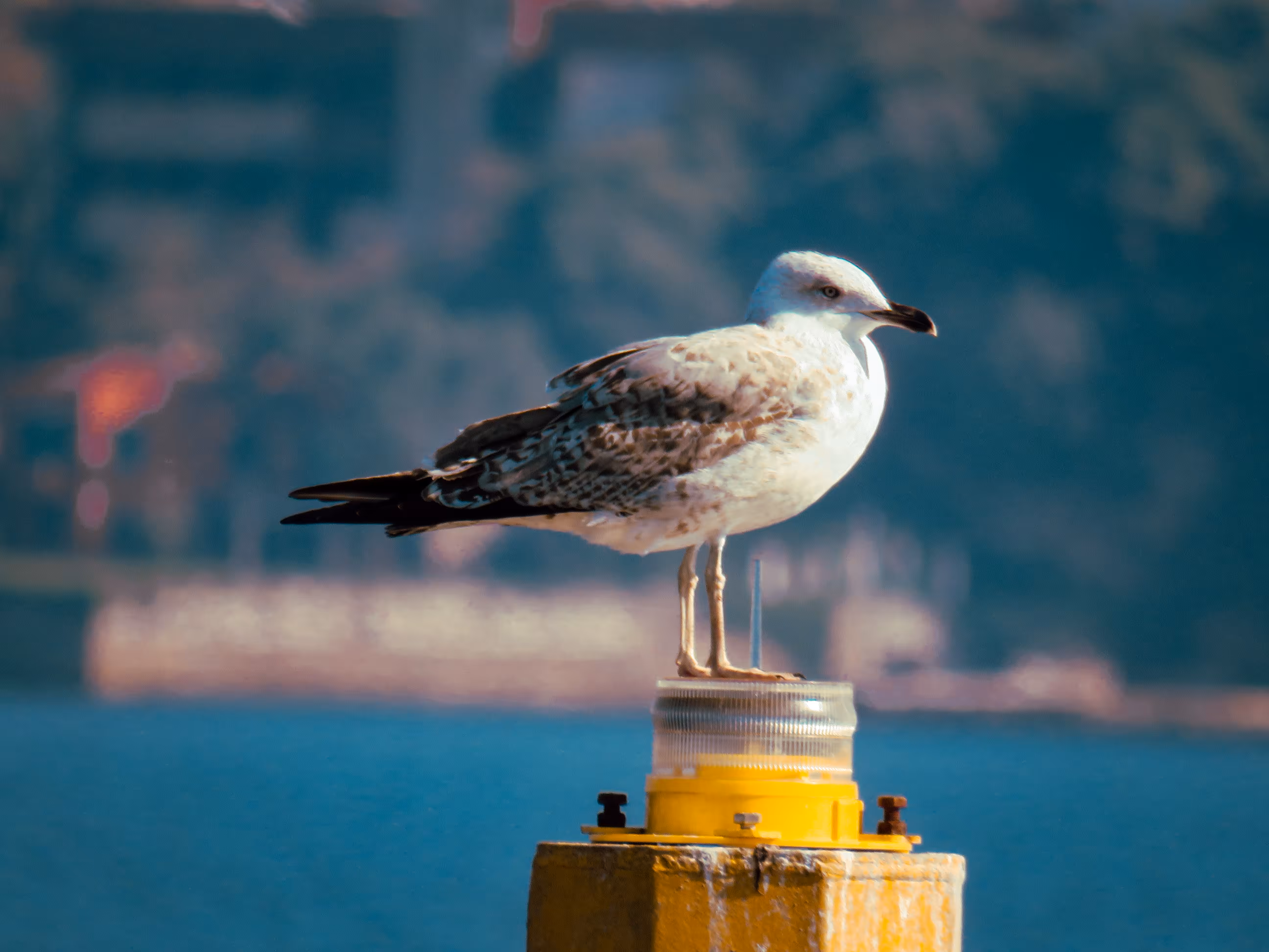 Alone Seafarer 