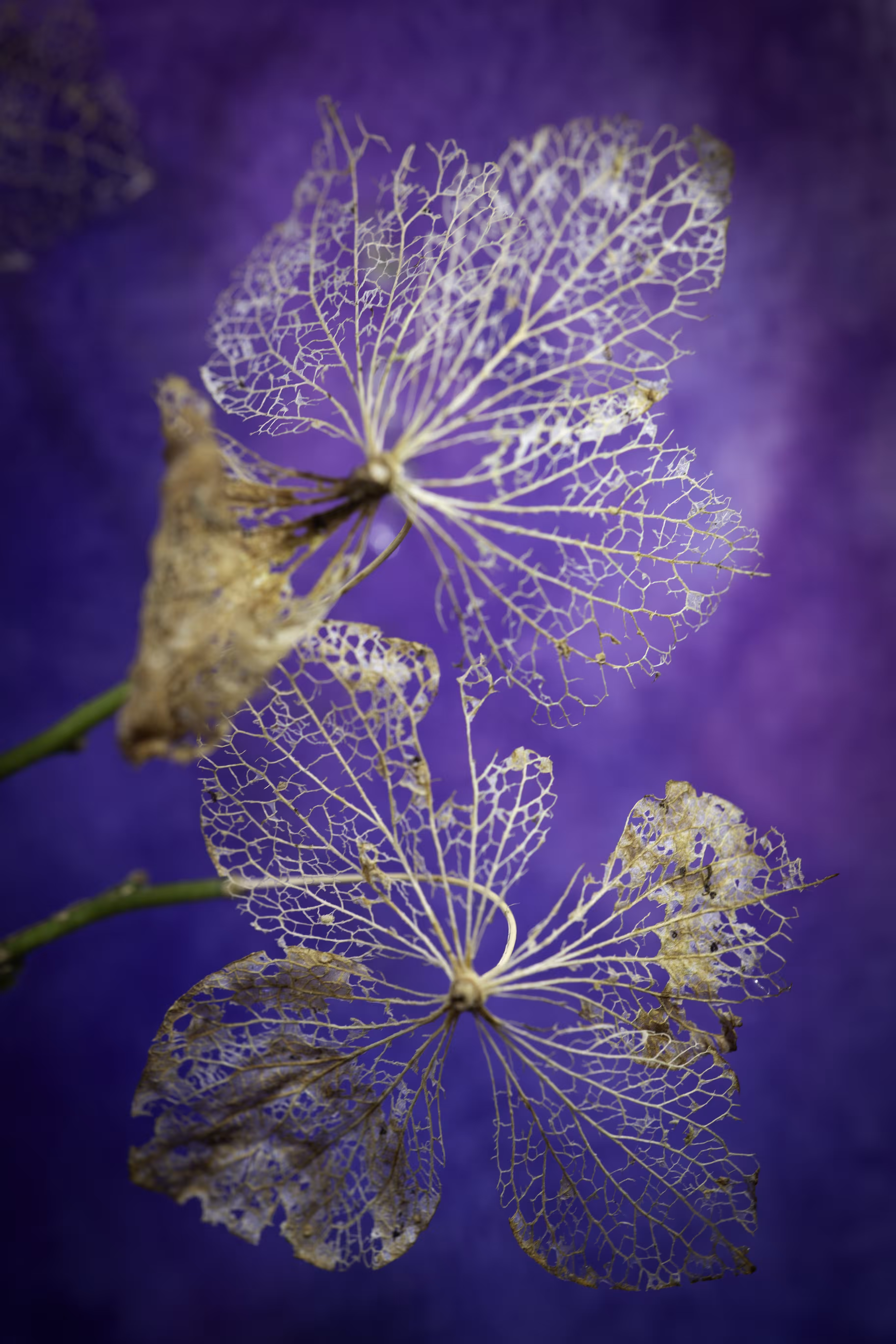 Beautiful Decay