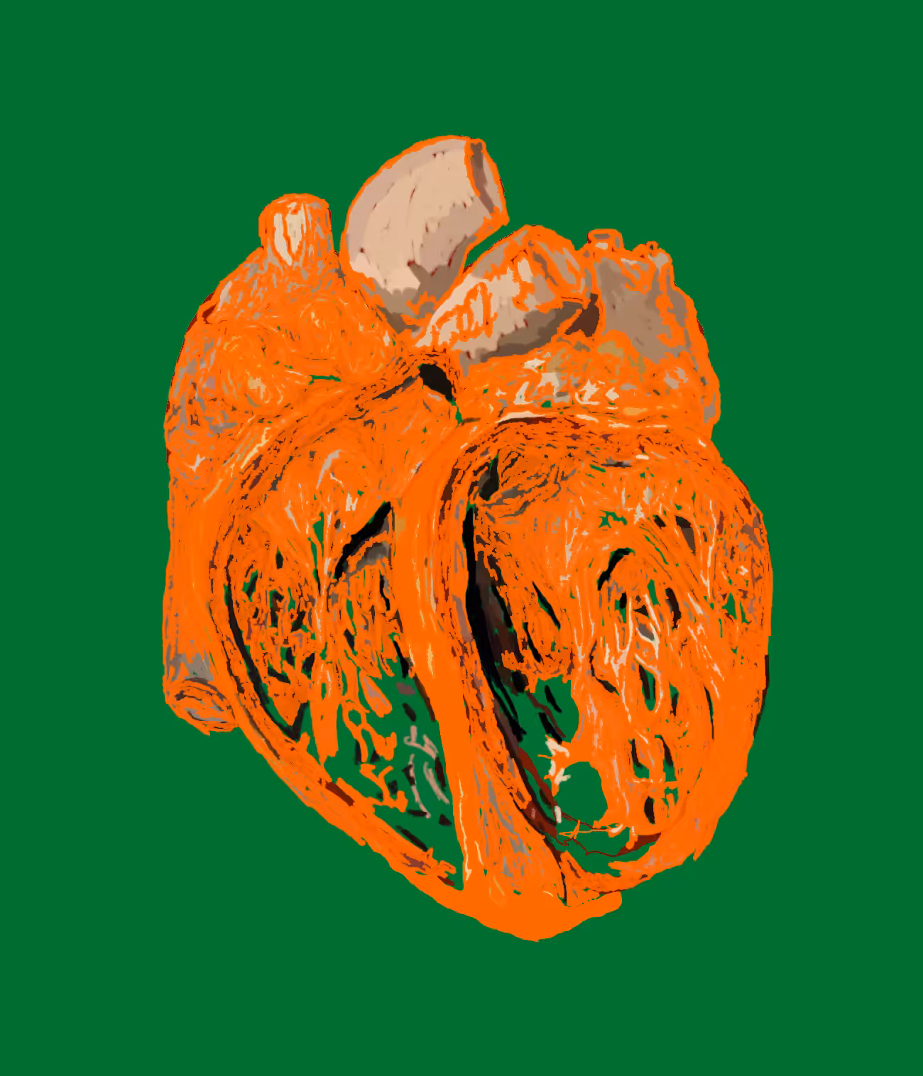 Orange Heart Cross-Section