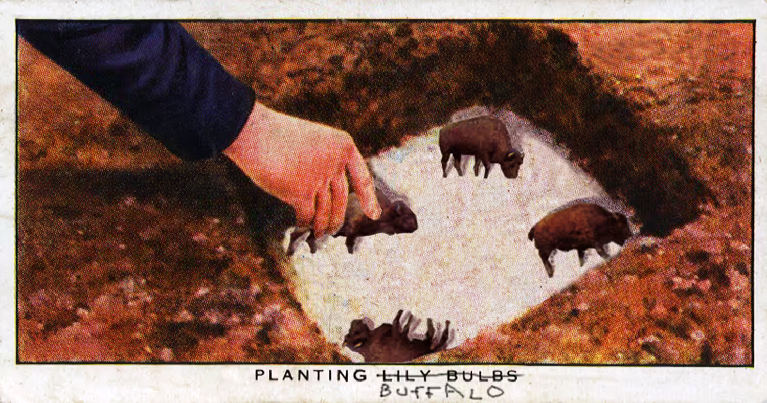 Planting Buffalo 2001